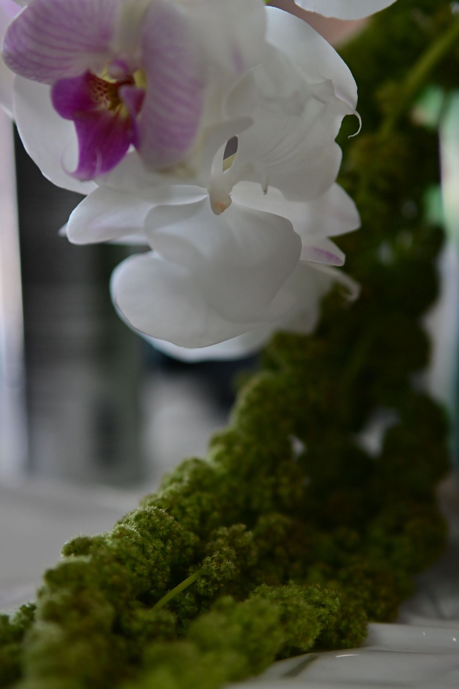 A delicate white and purple orchid bloom hovers above textured green moss in a soft-focus macro photograph.