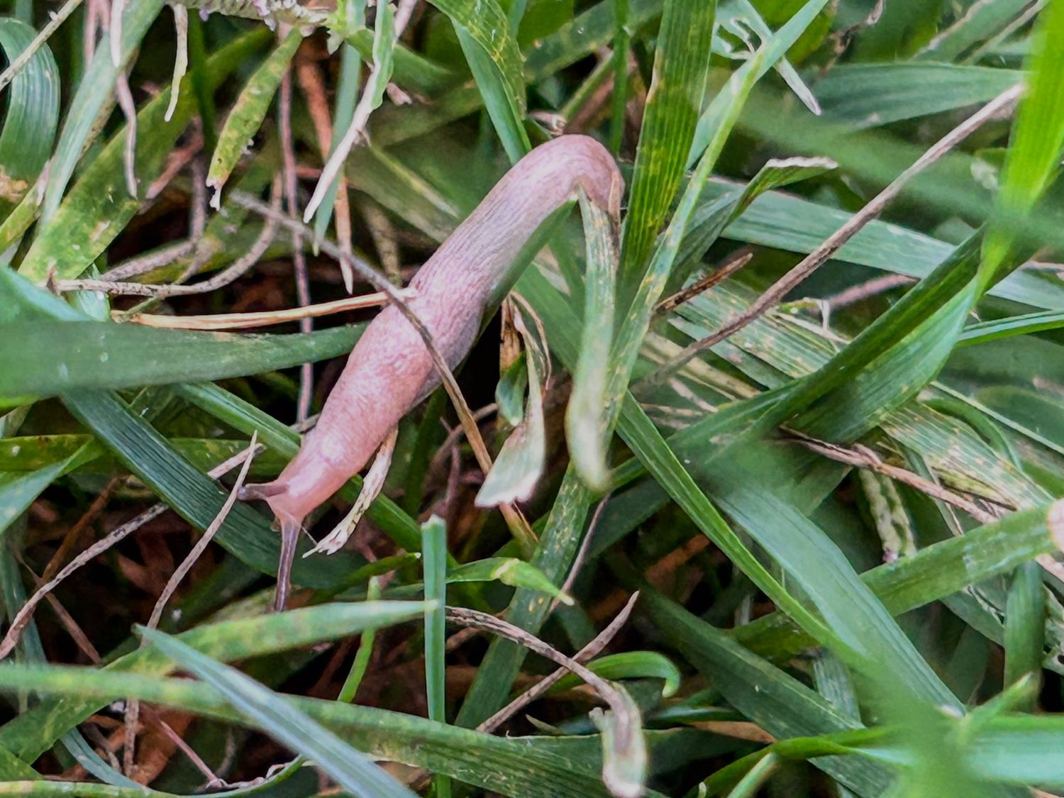 Close-up of green grass blades with morning dew drops.