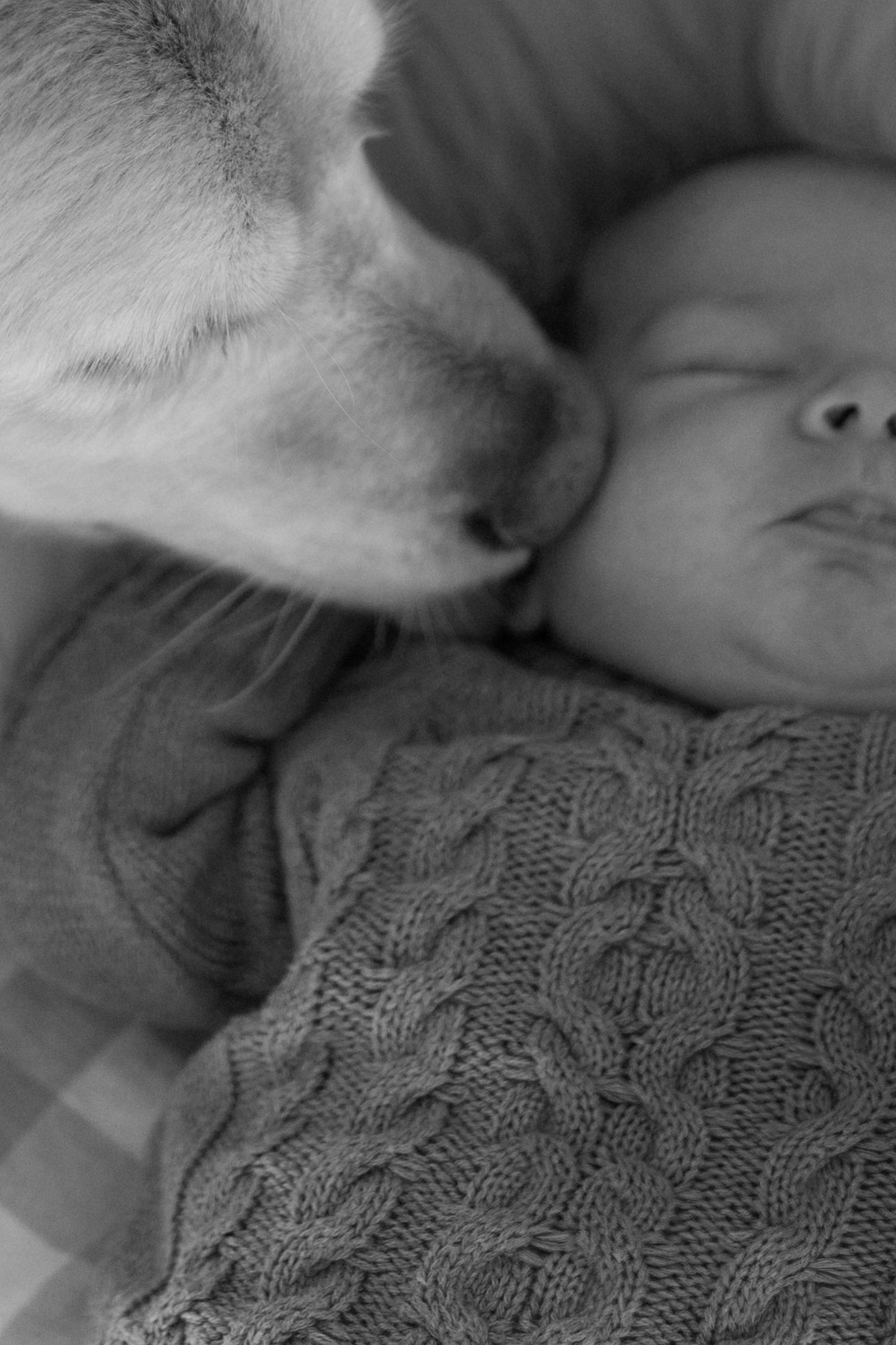 A gentle golden dog nuzzles a sleeping newborn wrapped in a knit blanket, in black and white.