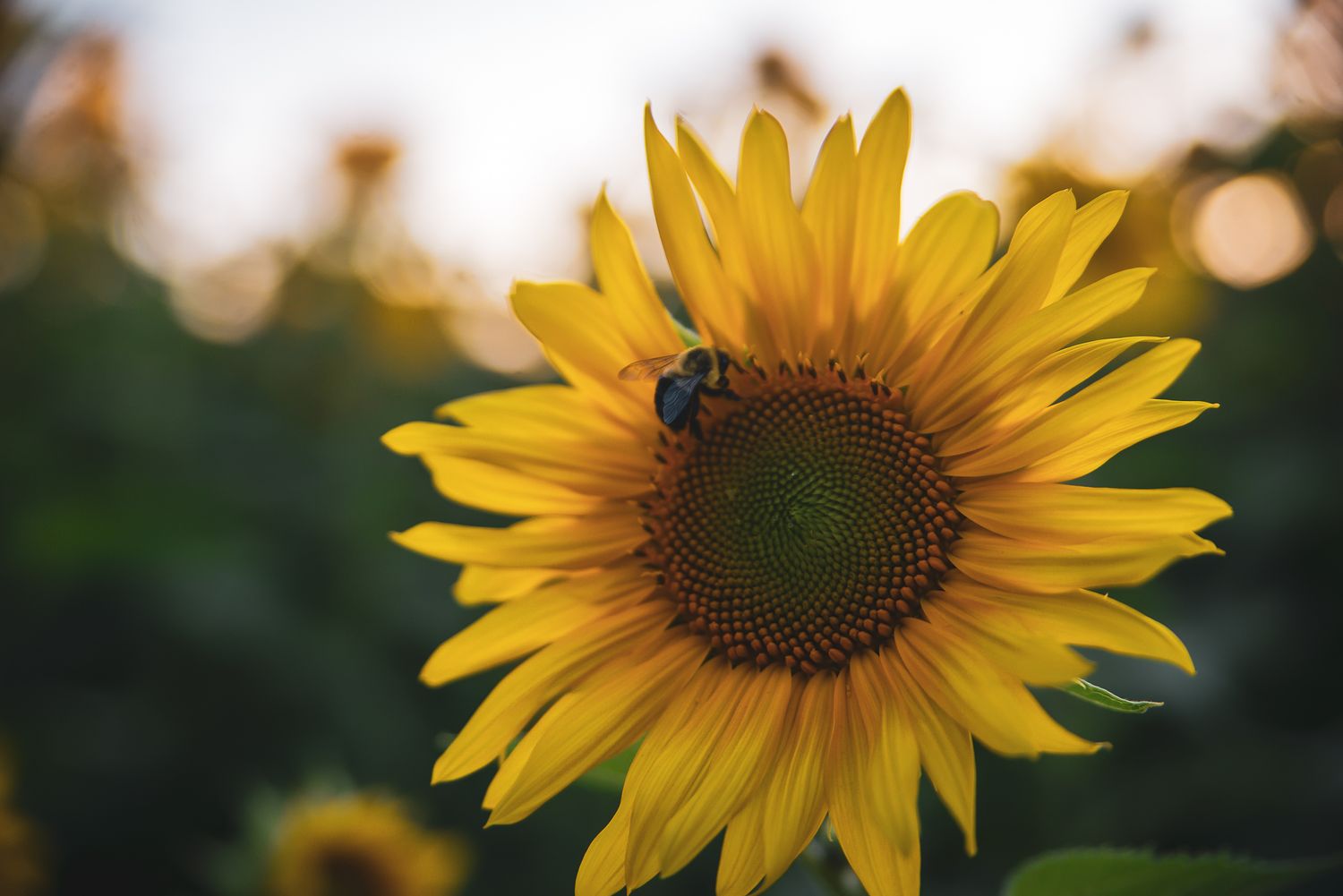 A bright yellow sunflower with a bee collecting pollen against a blurred bokeh background at sunset.