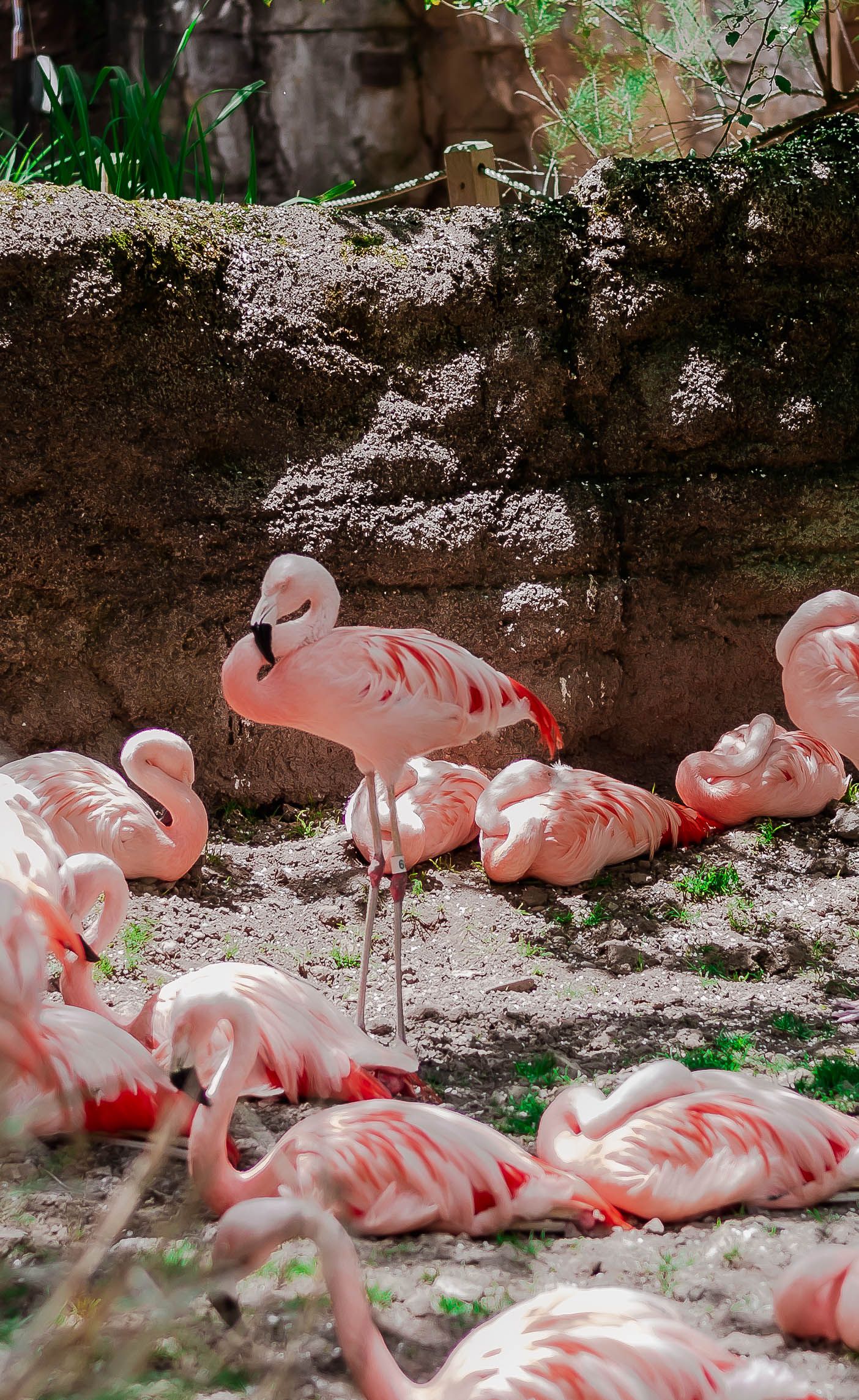 A group of pink flamingos resting and standing on sandy ground near vegetation in a natural habitat setting.
