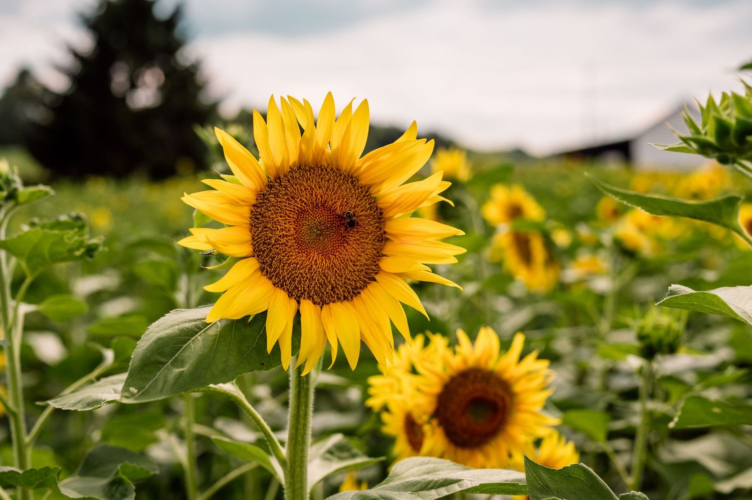 Vibrant yellow sunflowers bloom in a green field on a sunny day with evergreen trees in the background.