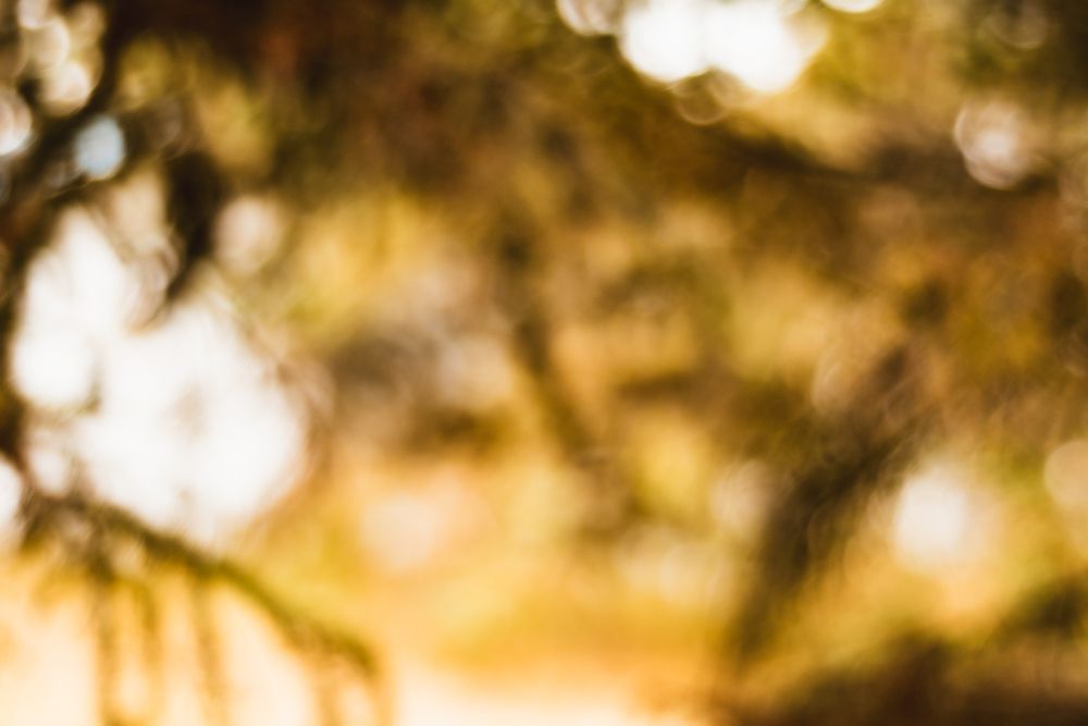 Abstract bokeh background in warm golden tones with soft focus forest lighting.