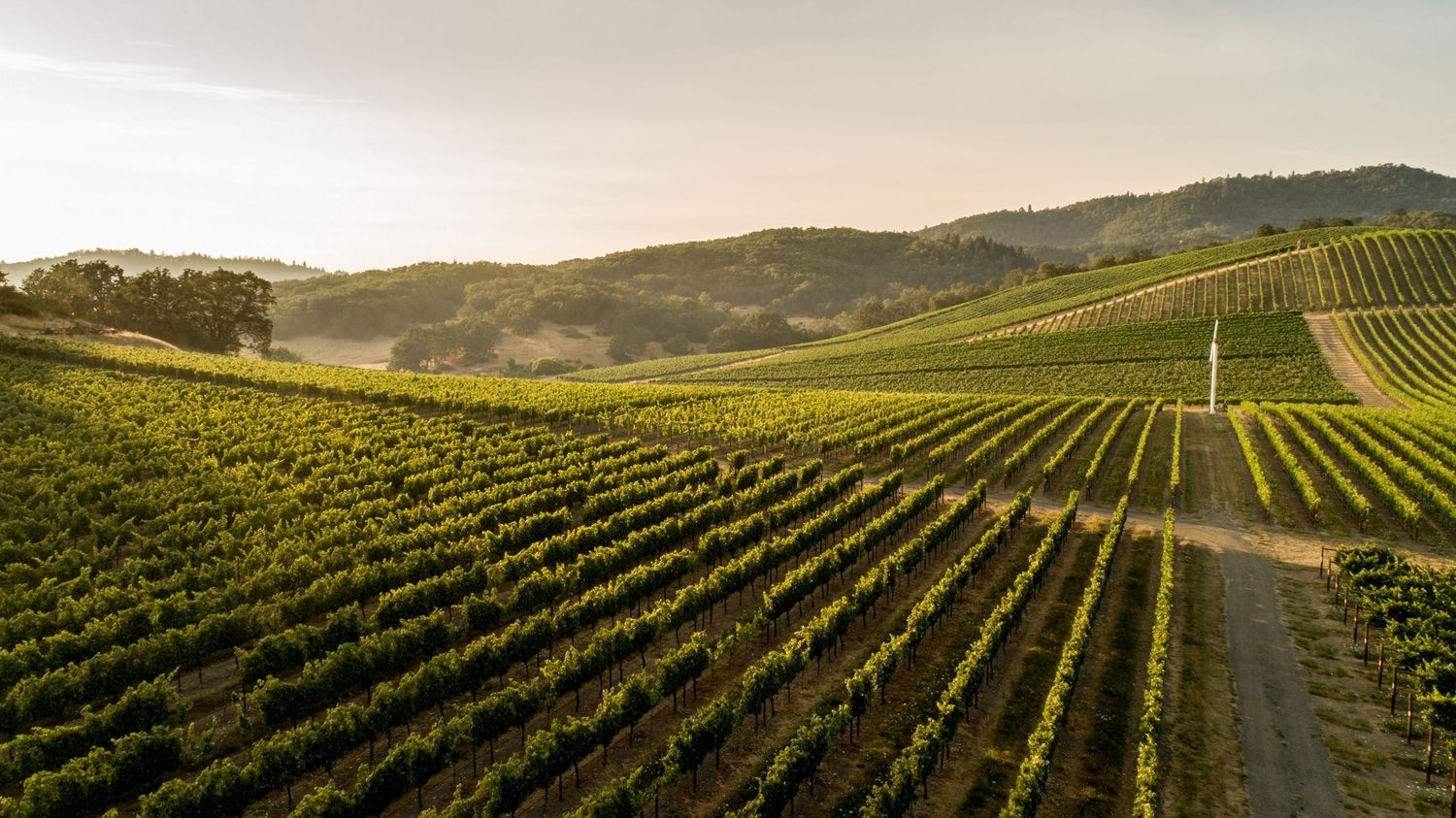 Panoramic view of rolling vineyard hills with neat rows of grapevines stretching to the horizon.