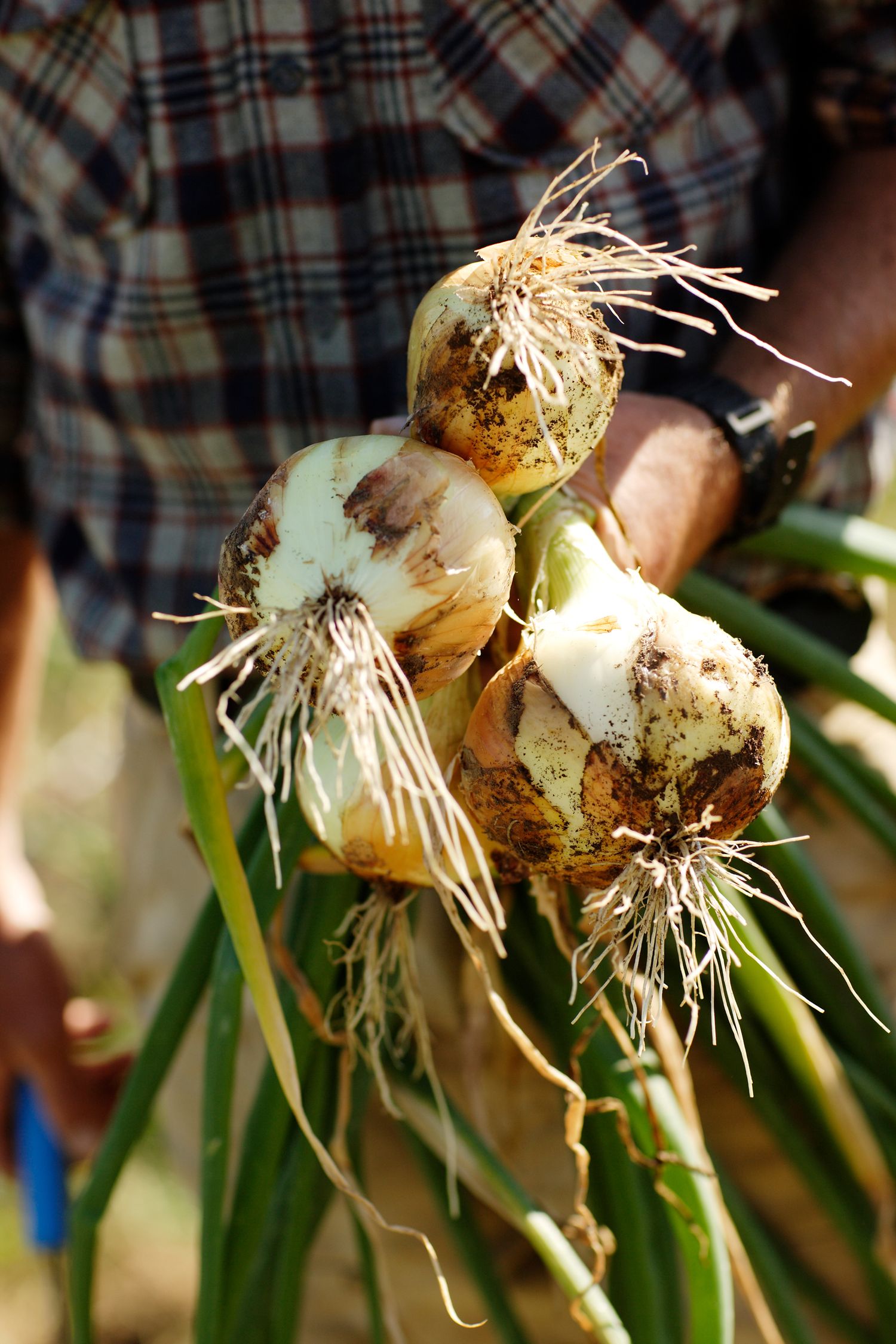 Fresh harvested garlic bulbs with roots and stems attached shown in detail.