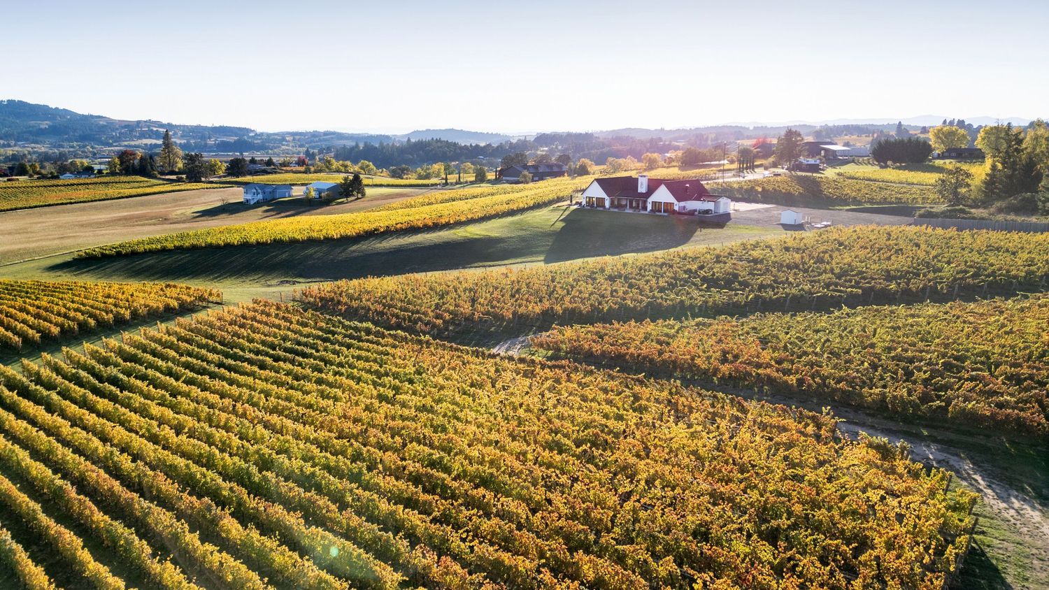 Panoramic aerial view of autumn vineyards with golden foliage stretching across rolling hills.