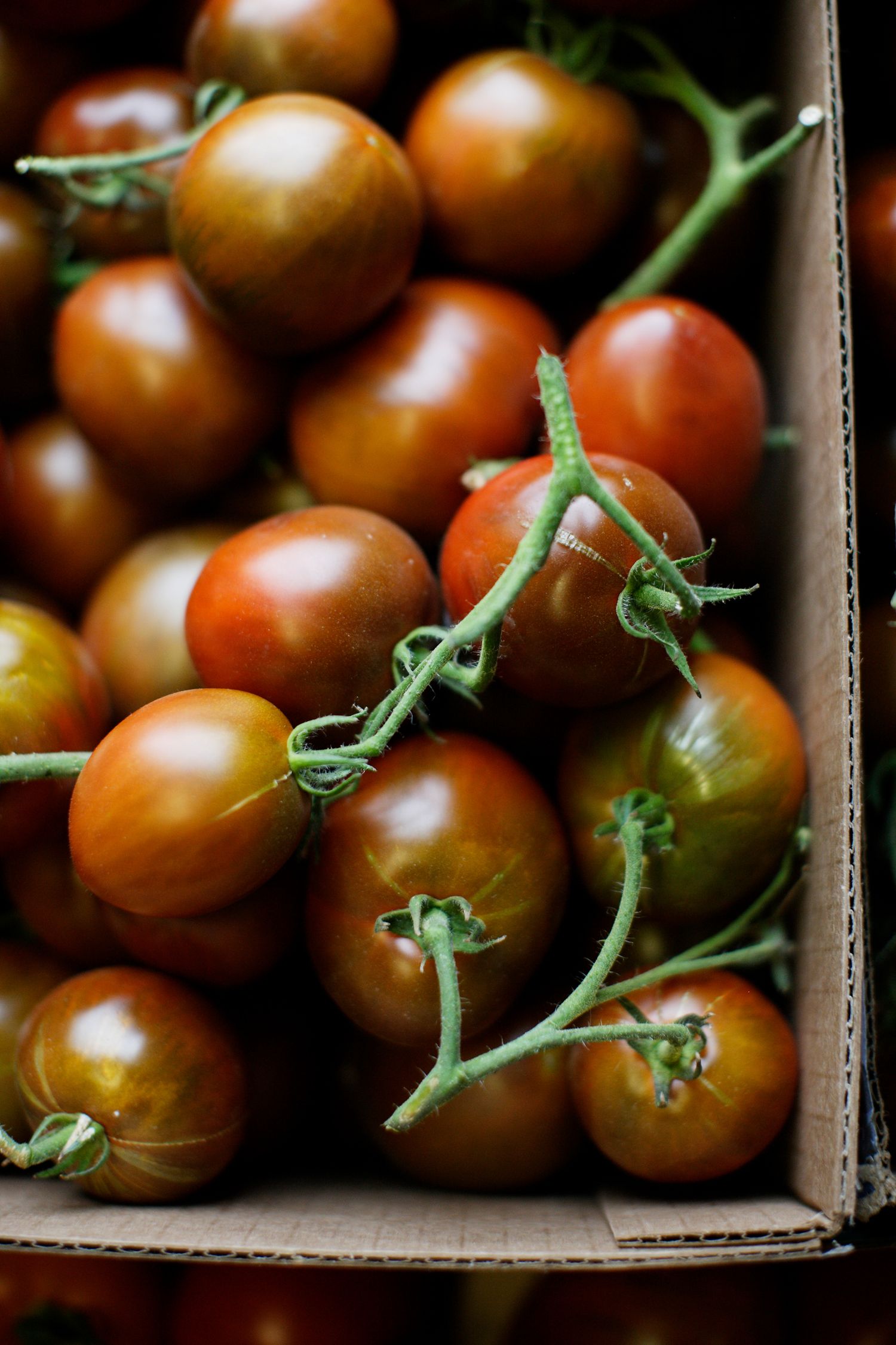Fresh vine-ripened brown cherry tomatoes clustered in cardboard box.