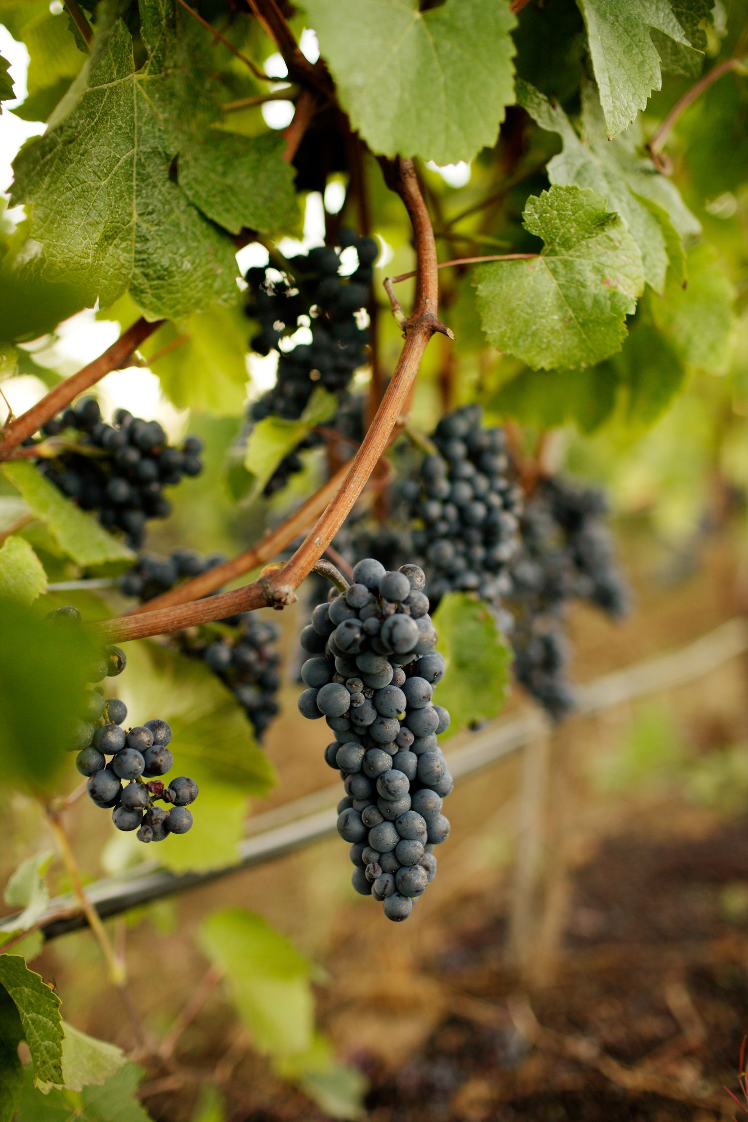 Ripe purple wine grapes hanging from vines in a vineyard with green leaves in the background.