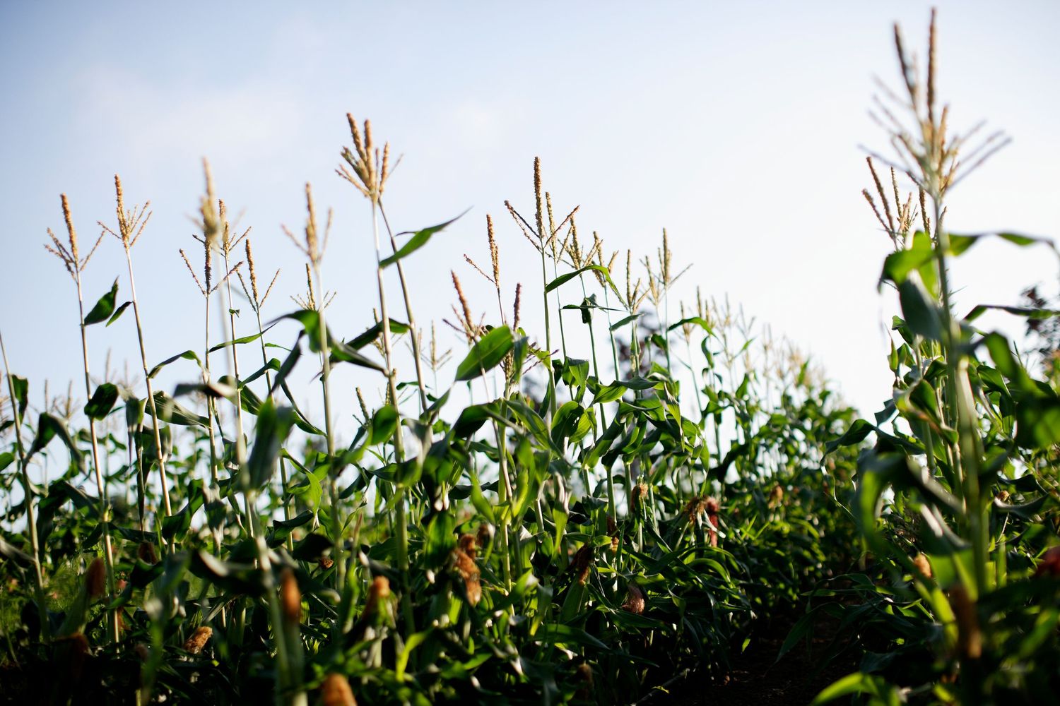 Tall corn stalks with tassels reaching toward blue sky in summer field.