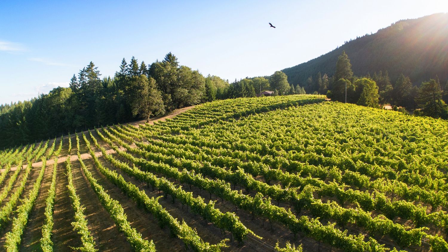 Rolling hills of vineyard rows stretch across a scenic landscape at sunset.