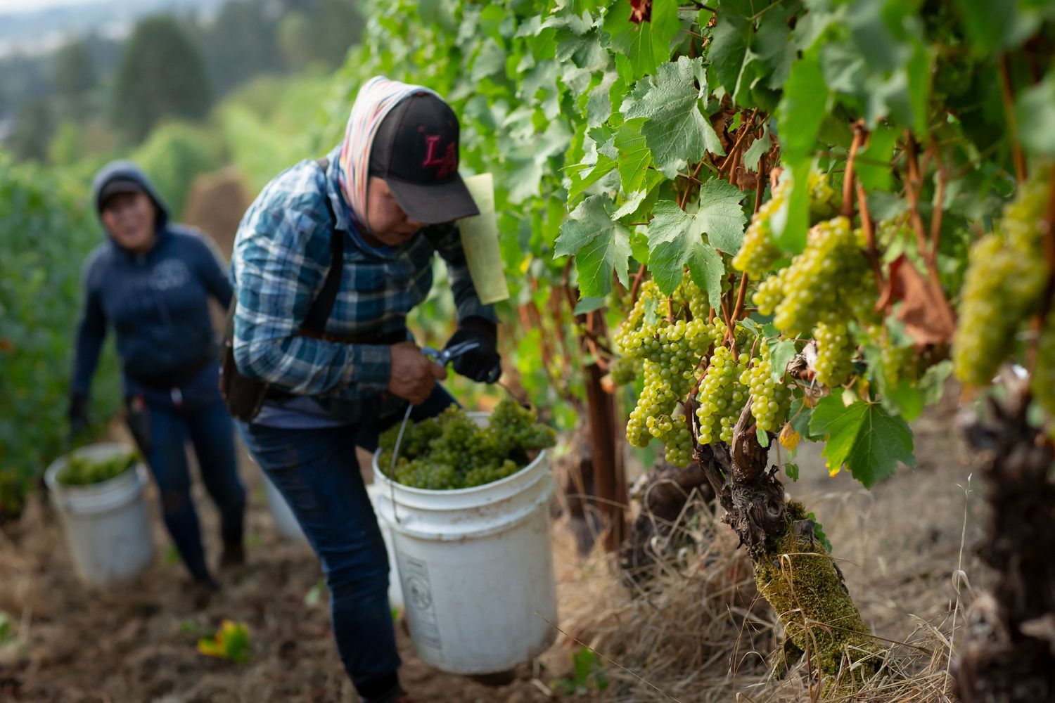 Vineyard workers collecting grapes in buckets during harvest season.