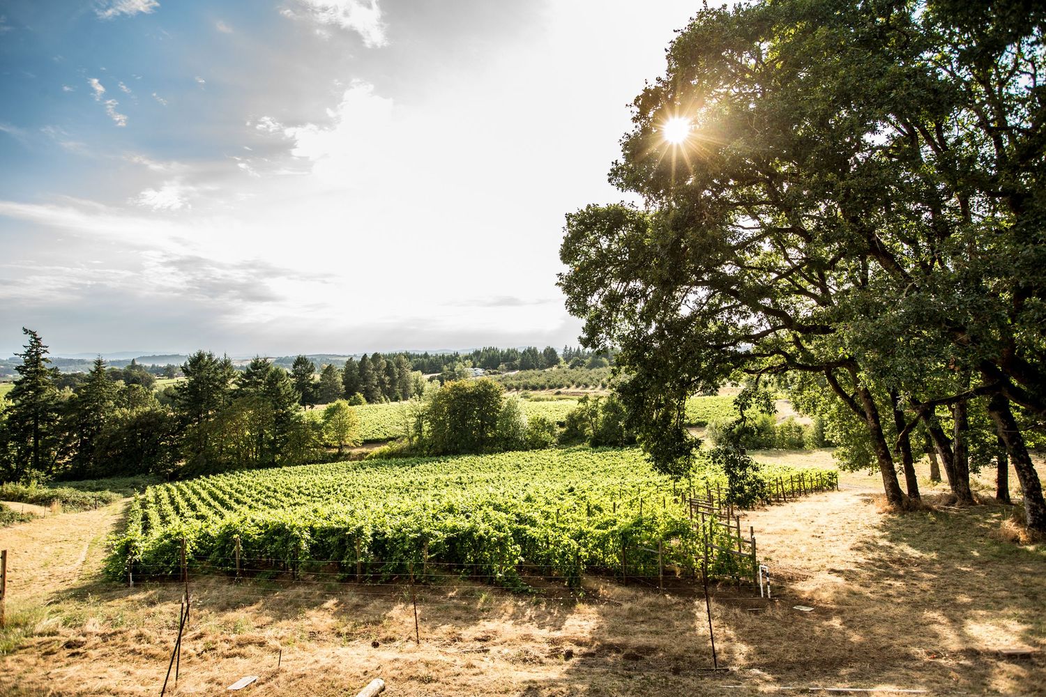 Panoramic view of vineyard rows stretching across rolling hills at sunset.