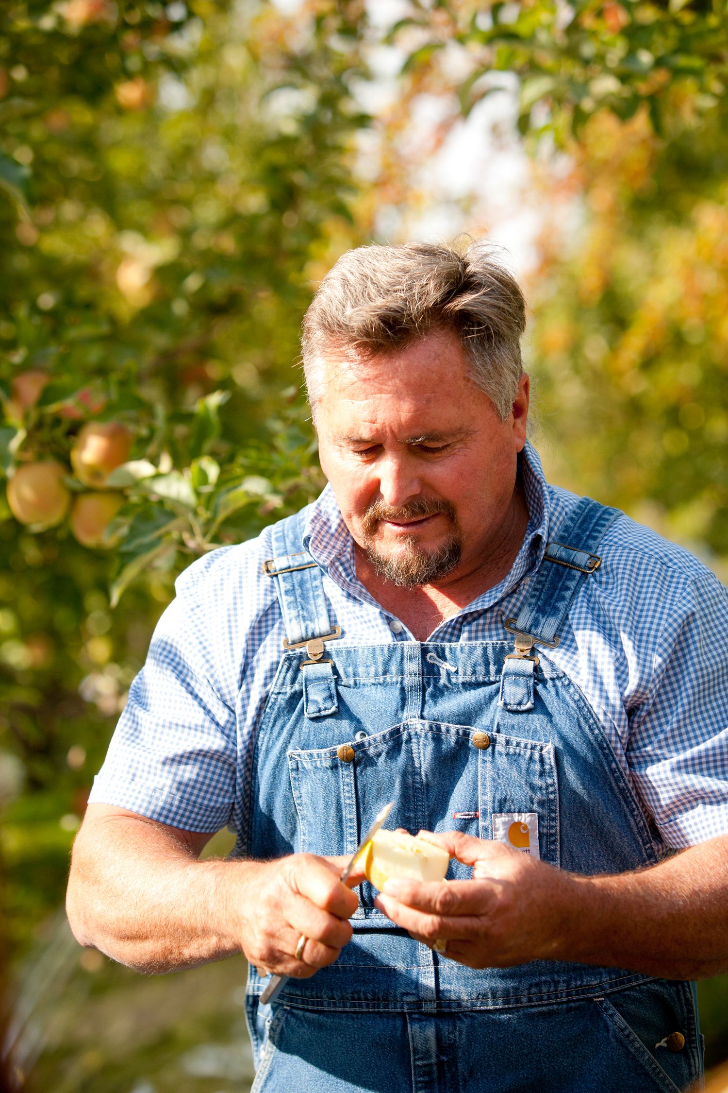 Person in overalls examining apples in sunny orchard during harvest season.