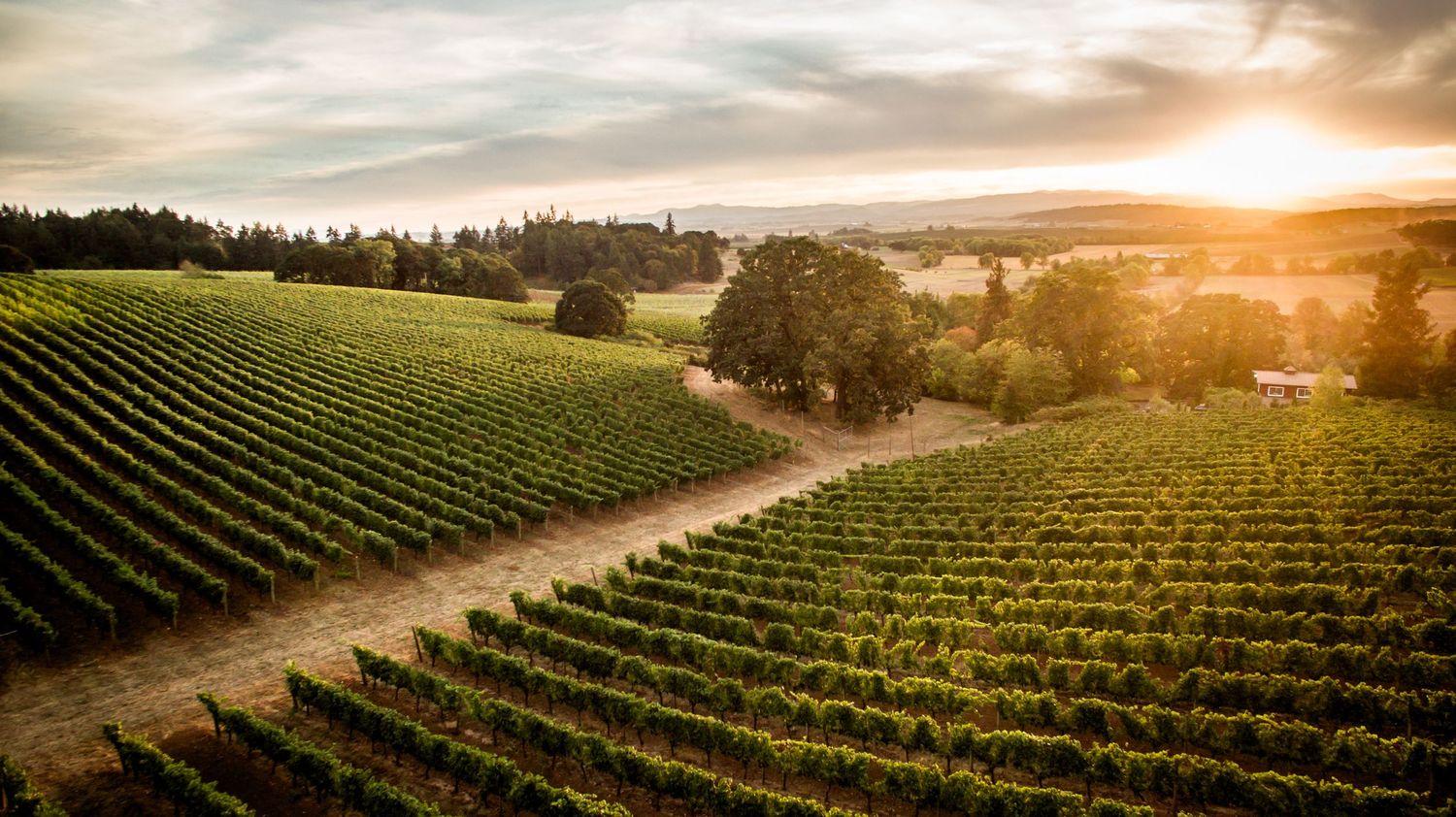 Rolling hills of vineyard rows stretch toward the horizon as the sun sets over wine country.