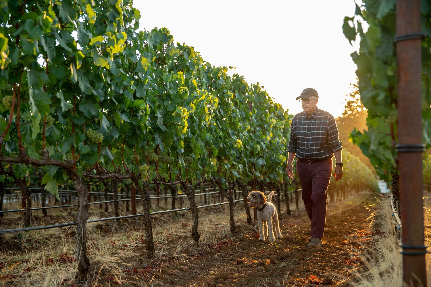 Workers inspecting grape vines in a vineyard at sunset.