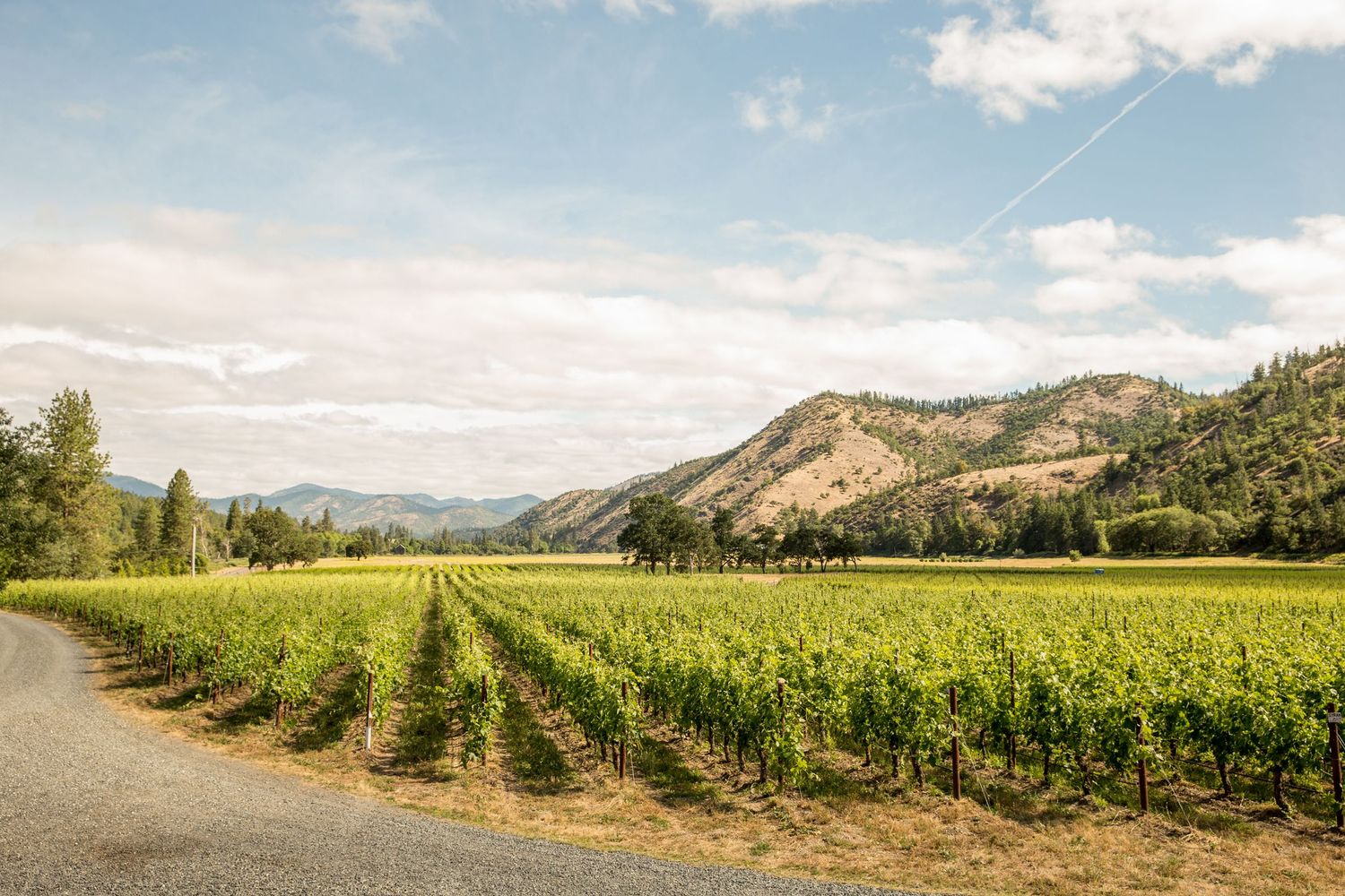 Scenic vineyard rows stretching into distance with mountains and blue sky in background.