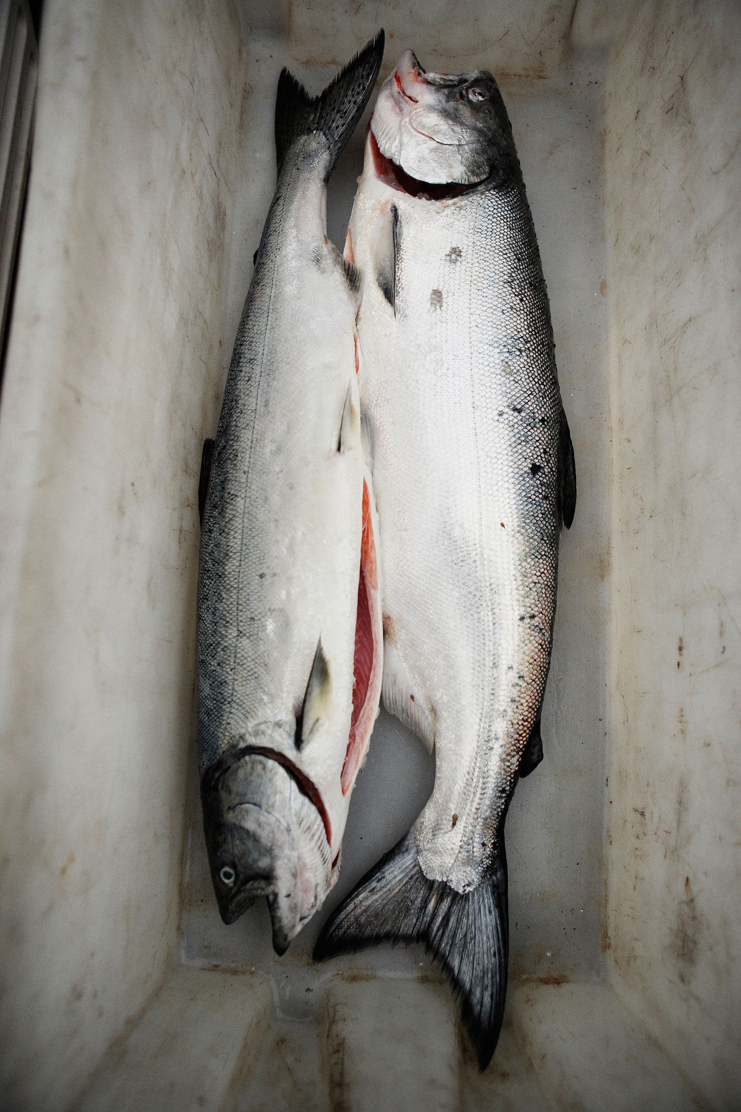 Fresh caught silver salmon lined up in a white container.