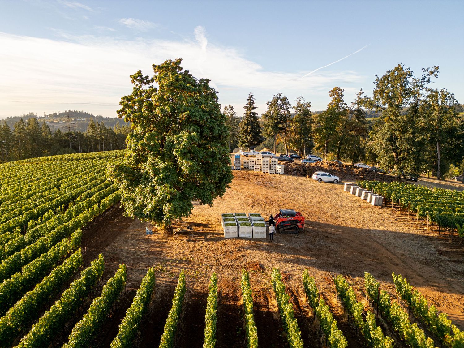 Aerial view of vineyard rows with trucks and equipment parked on dirt area.