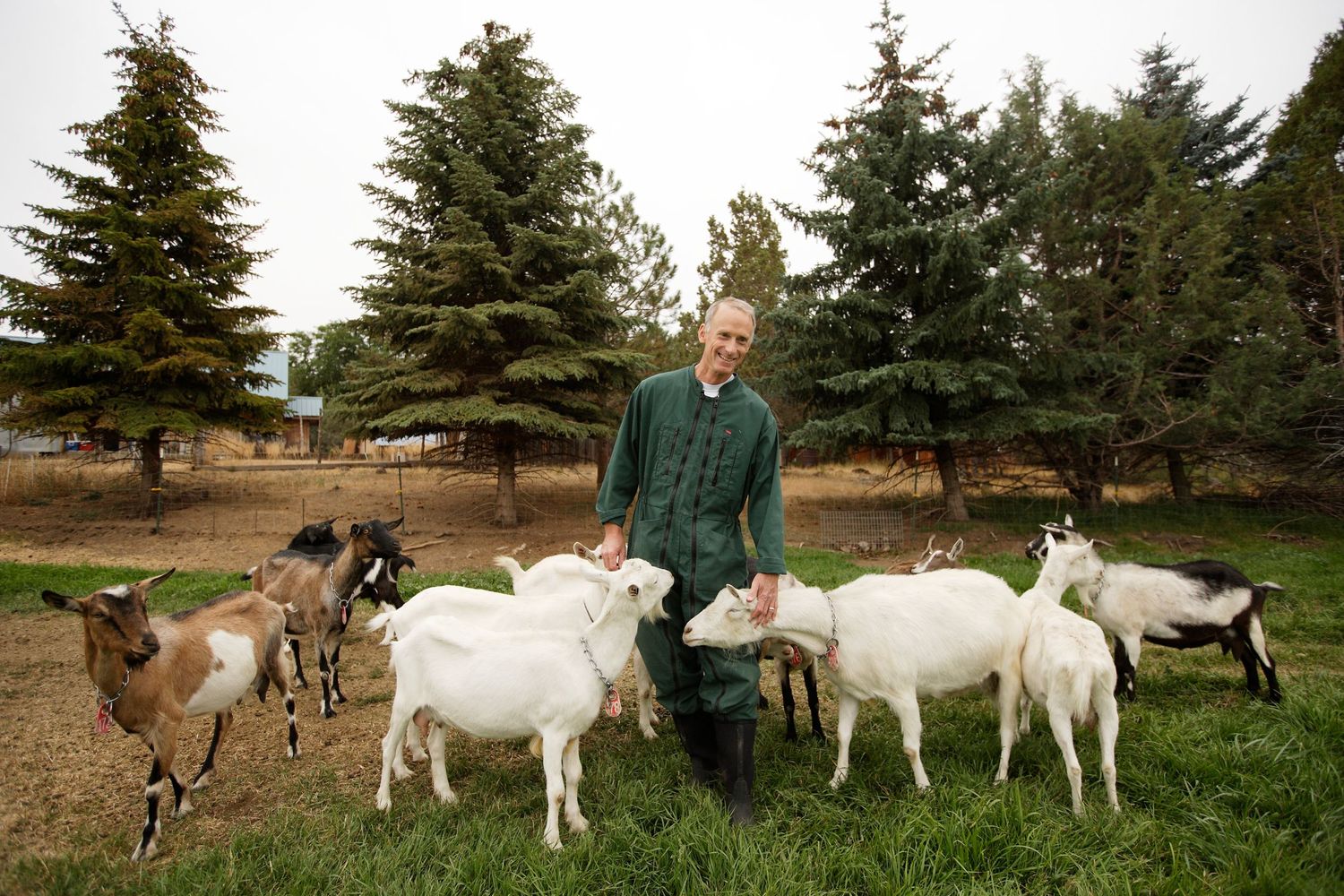 A group of white goats grazing in a rural pasture with evergreen trees in the background.