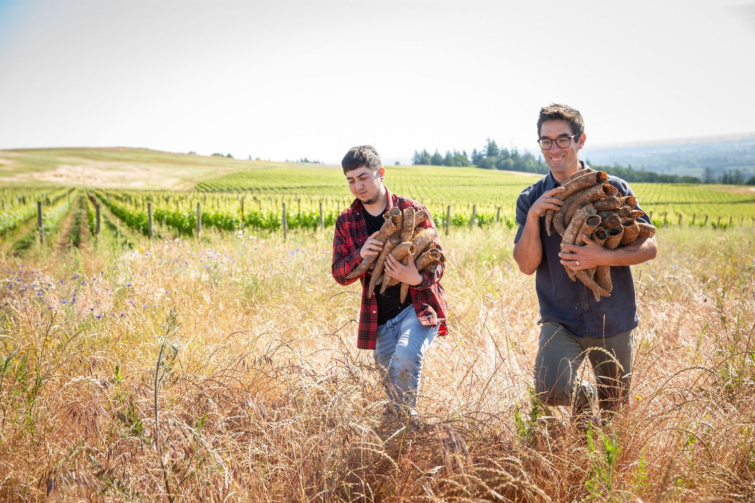 Two people carrying wooden crates walk through a golden field with vineyard rows in the background.