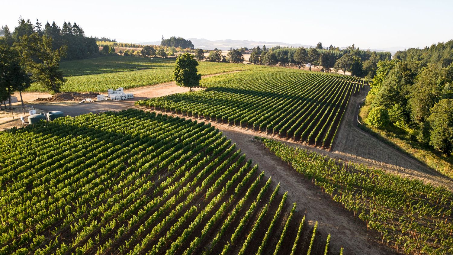 Panoramic view of orderly vineyard rows stretching across rolling hills in wine country.