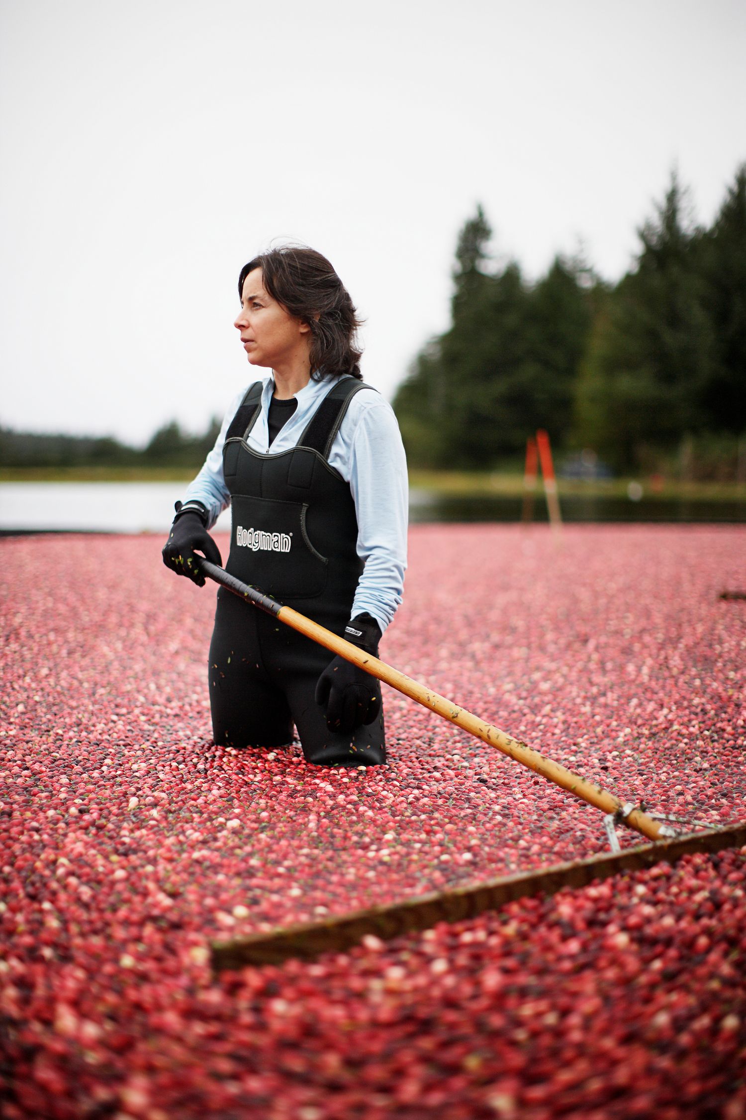 A worker in waders uses a long rake while standing in a flooded cranberry bog during harvest.