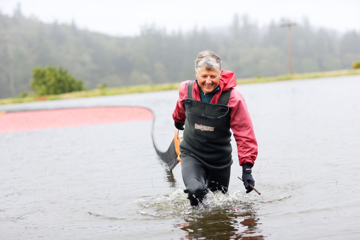 A person wearing waders and a red jacket stands in shallow water during a rainy harvest at a cranberry bog.