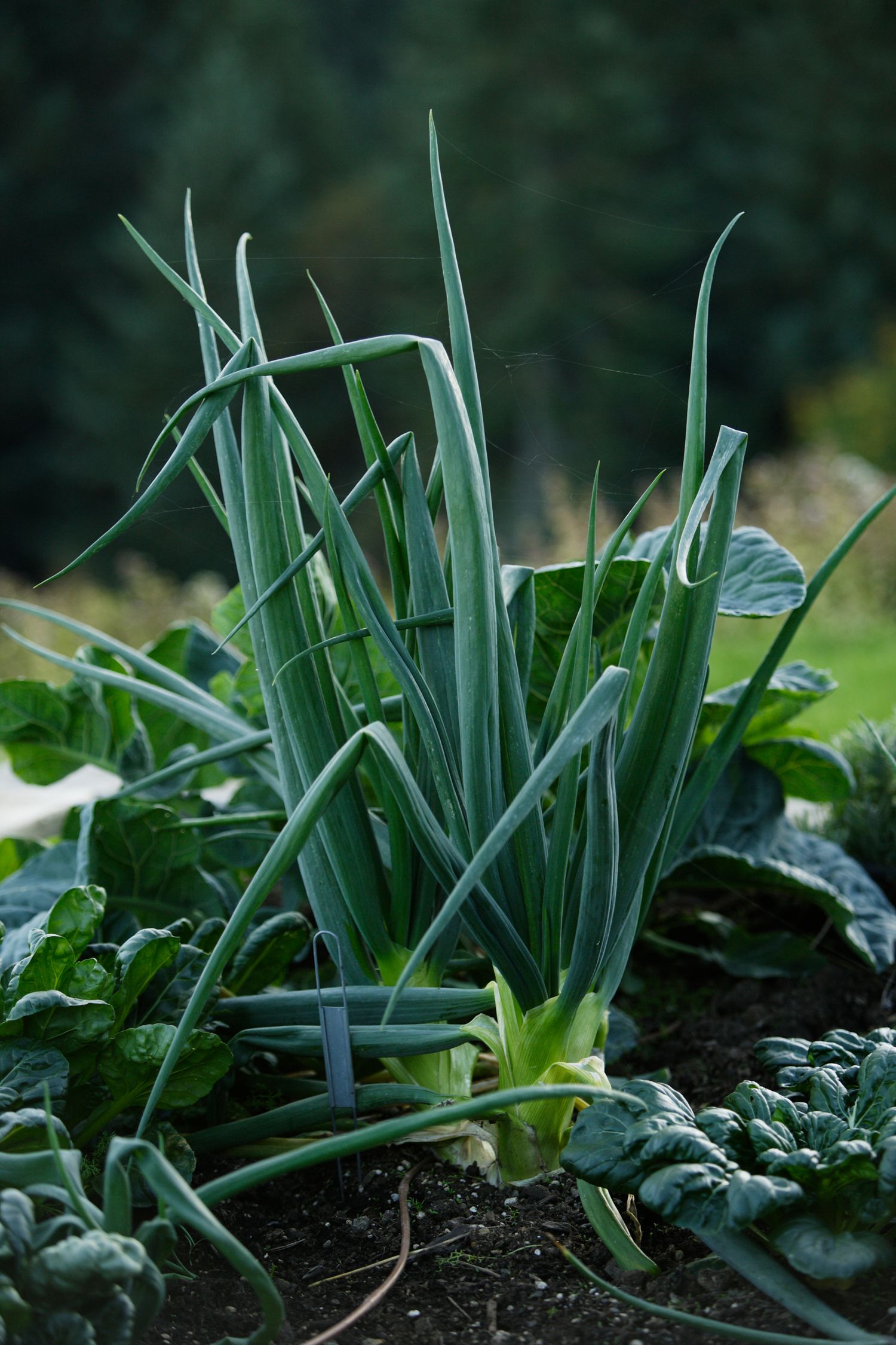 Fresh green onions growing in a garden with leafy vegetables.