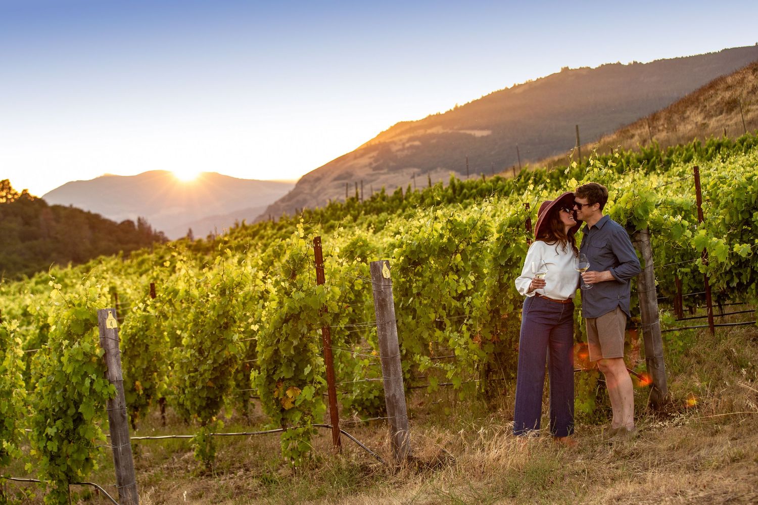 Sun setting over vineyard rows on hillside during golden hour.