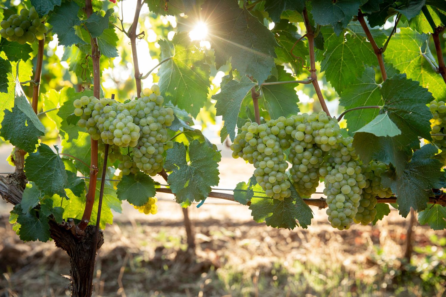 Sunlight filters through lush green grape vines heavy with ripe clusters of wine grapes.