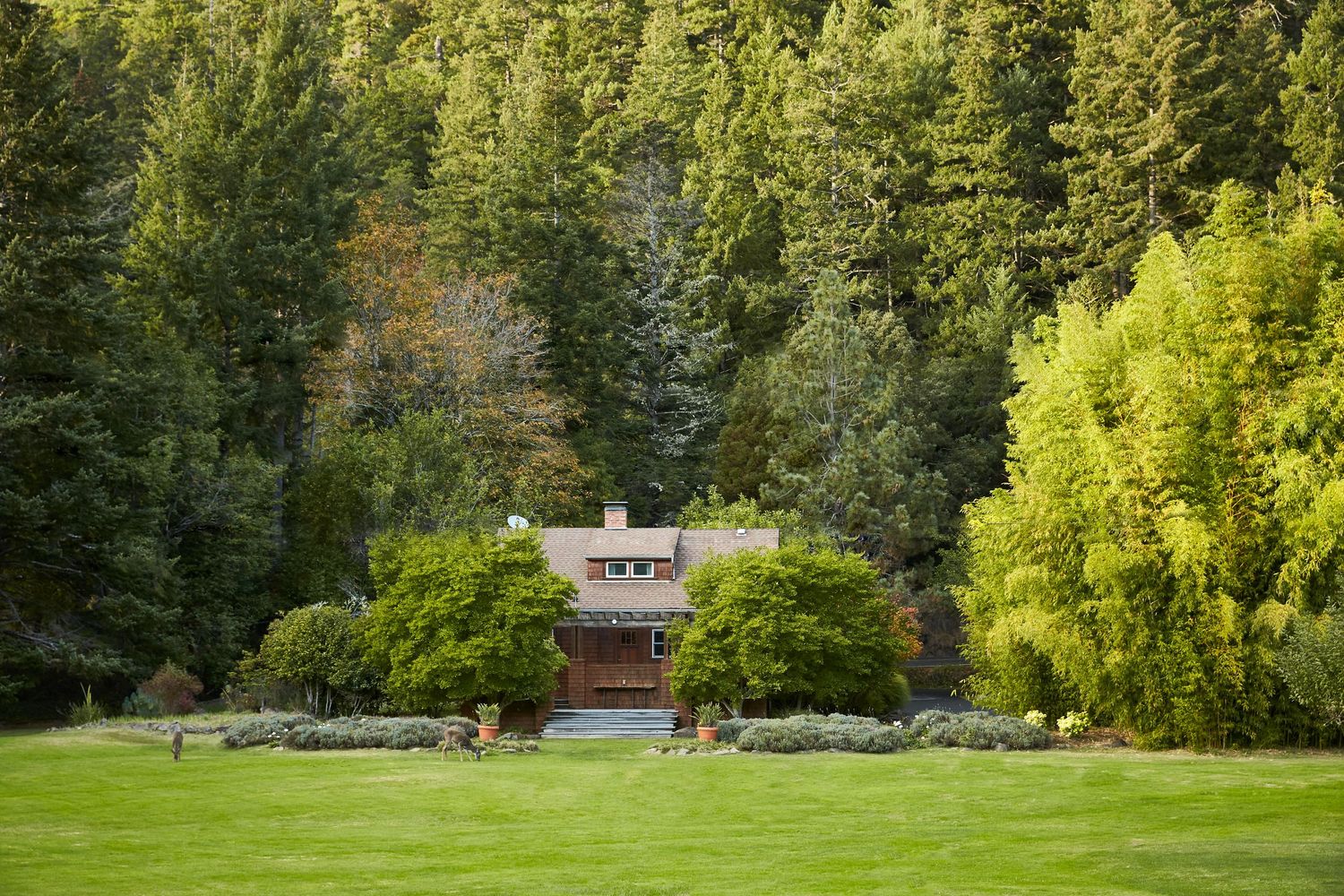 Panoramic view of lush green landscape with mountains and trees in the background.