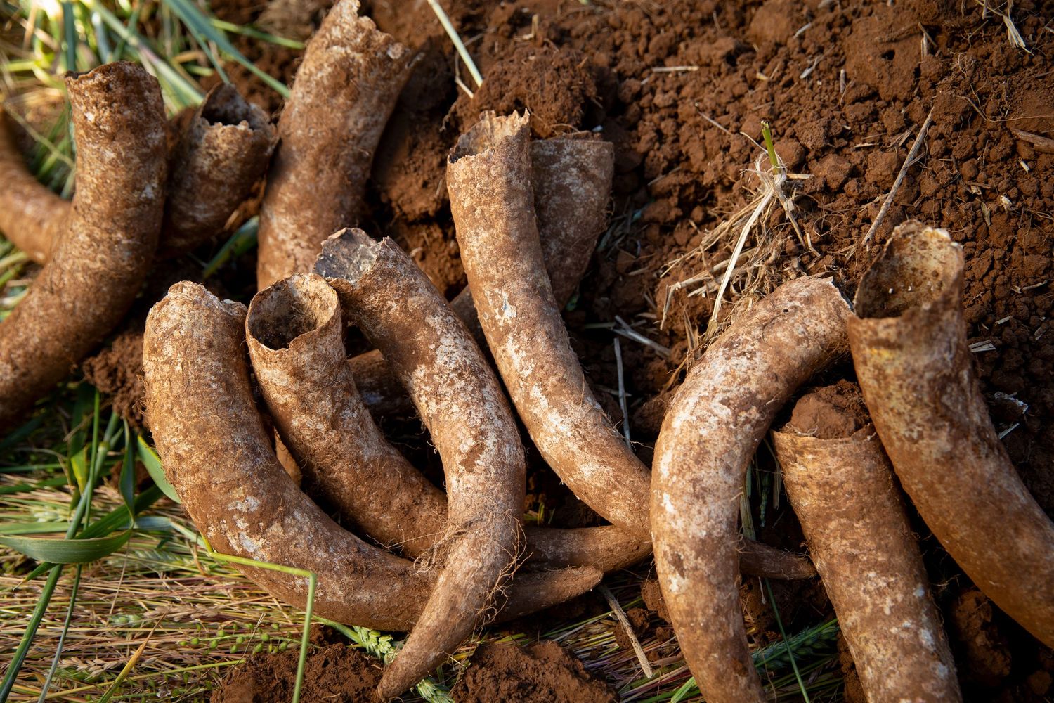 Freshly harvested dirty yams or sweet potatoes lying on soil.