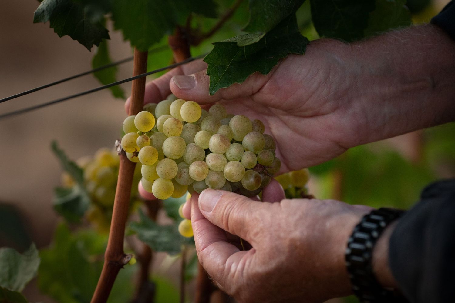 Hands carefully inspecting ripe white wine grapes on the vine during harvest.