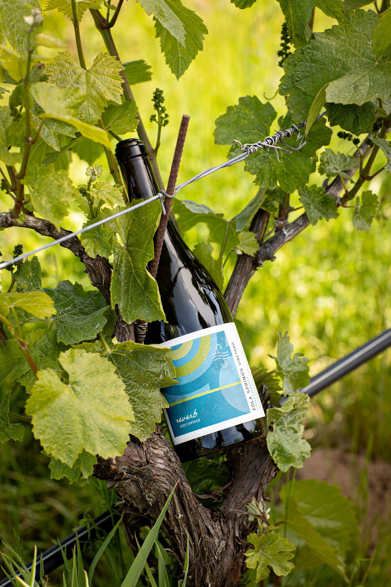 Dark wine bottle with a blue and yellow label nestled in the gnarled trunk of a grapevine surrounded by lush green leaves.