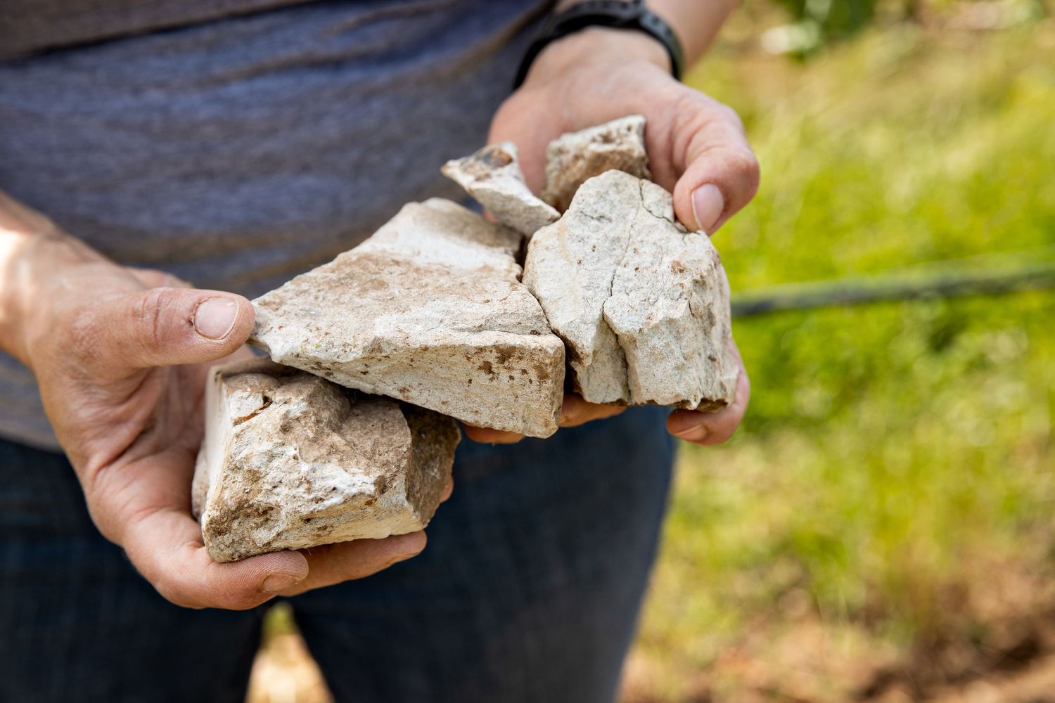 Hands holding chunks of pale limestone rock in a vineyard, showcasing the chalky soil that shapes terroir.