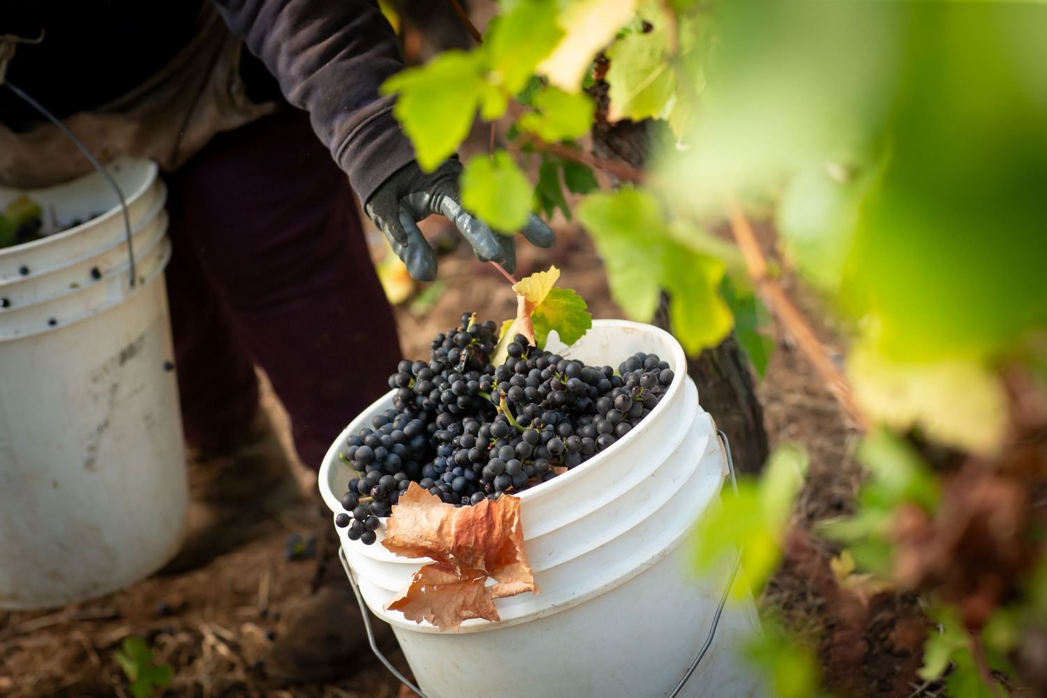 Hands harvesting dark purple wine grapes into white collection bucket.