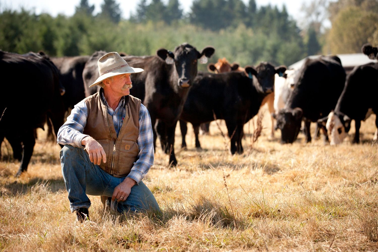 A rancher works with cattle in a sunny pasture during golden hour.