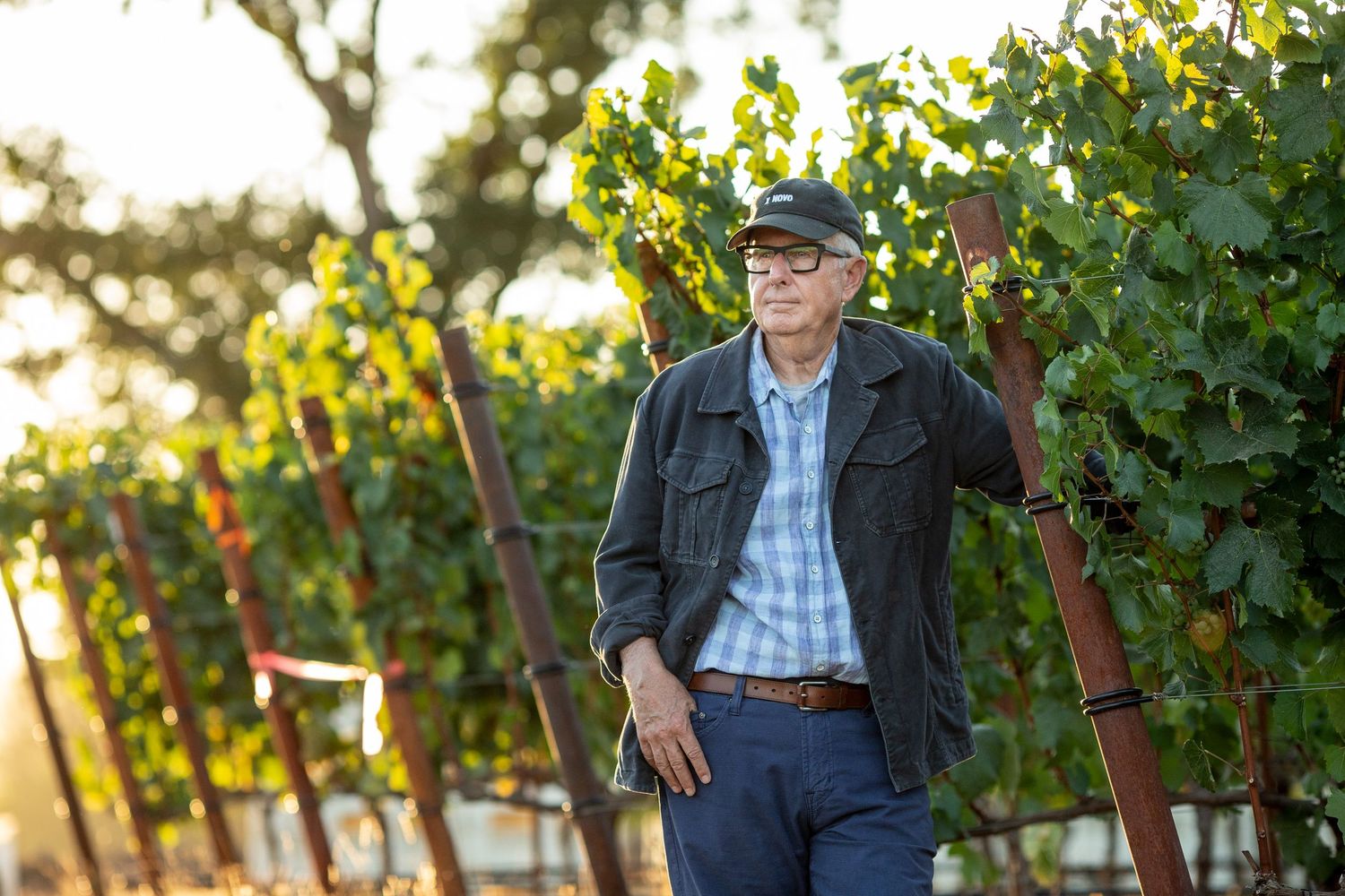 People walking through vineyard rows during golden hour harvest time.
