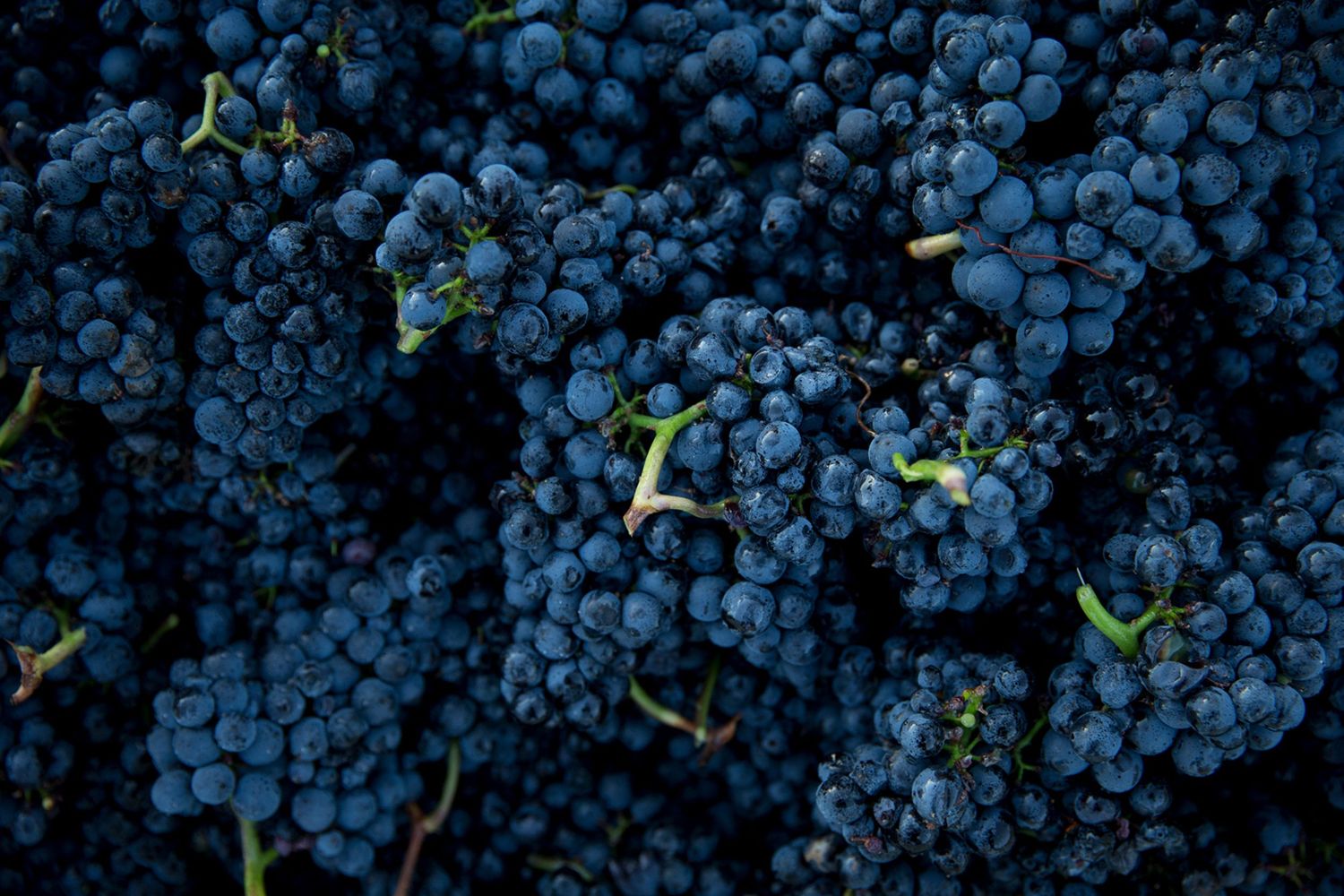 Close-up of ripe purple wine grapes clustered on the vine.