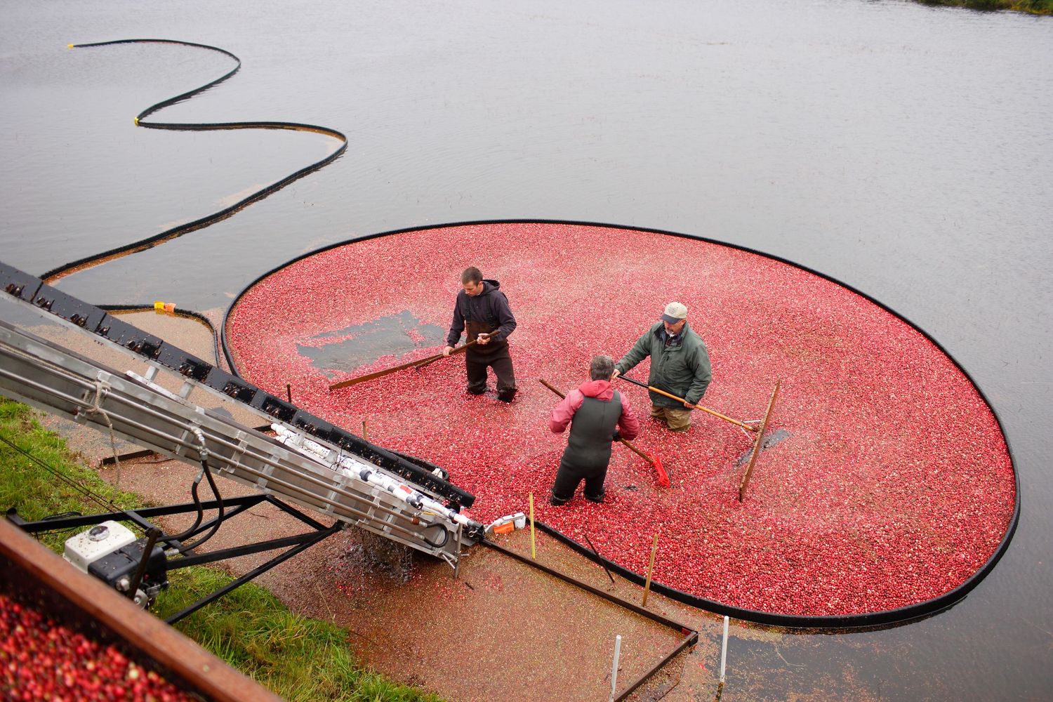 Workers sorting cranberries in circular collection pool during harvest season.