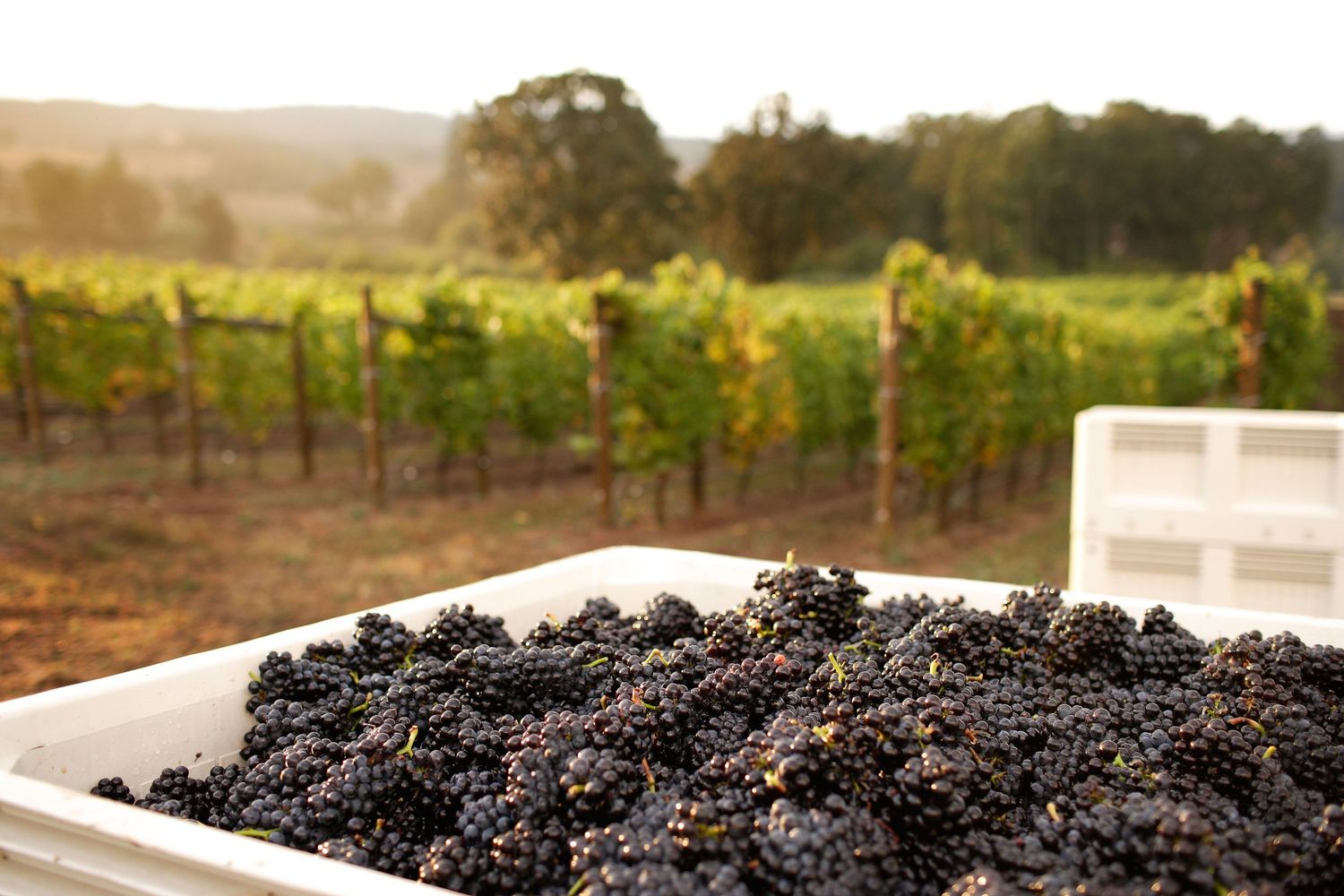 Freshly harvested wine grapes being sorted on processing tables at a winery.