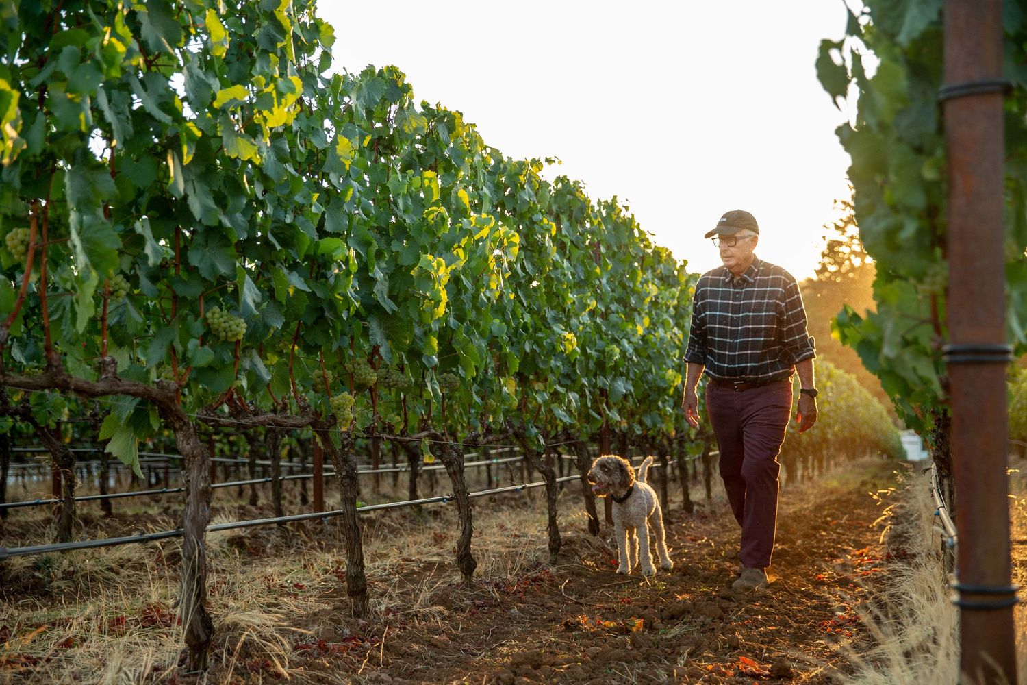 Workers walking through vineyard rows during golden hour harvest time.