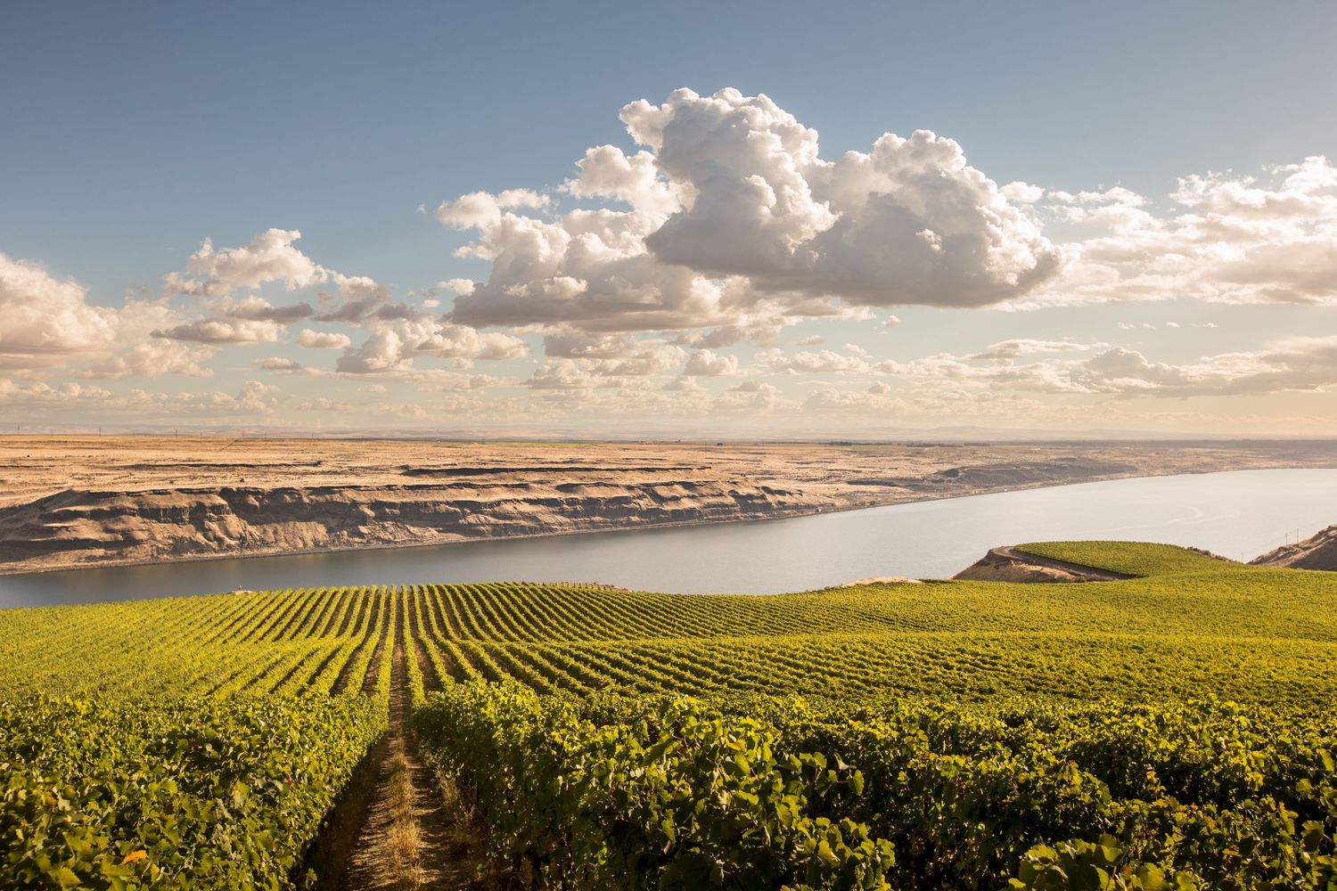 Scenic vineyard landscape overlooking a river with puffy clouds in the blue sky.