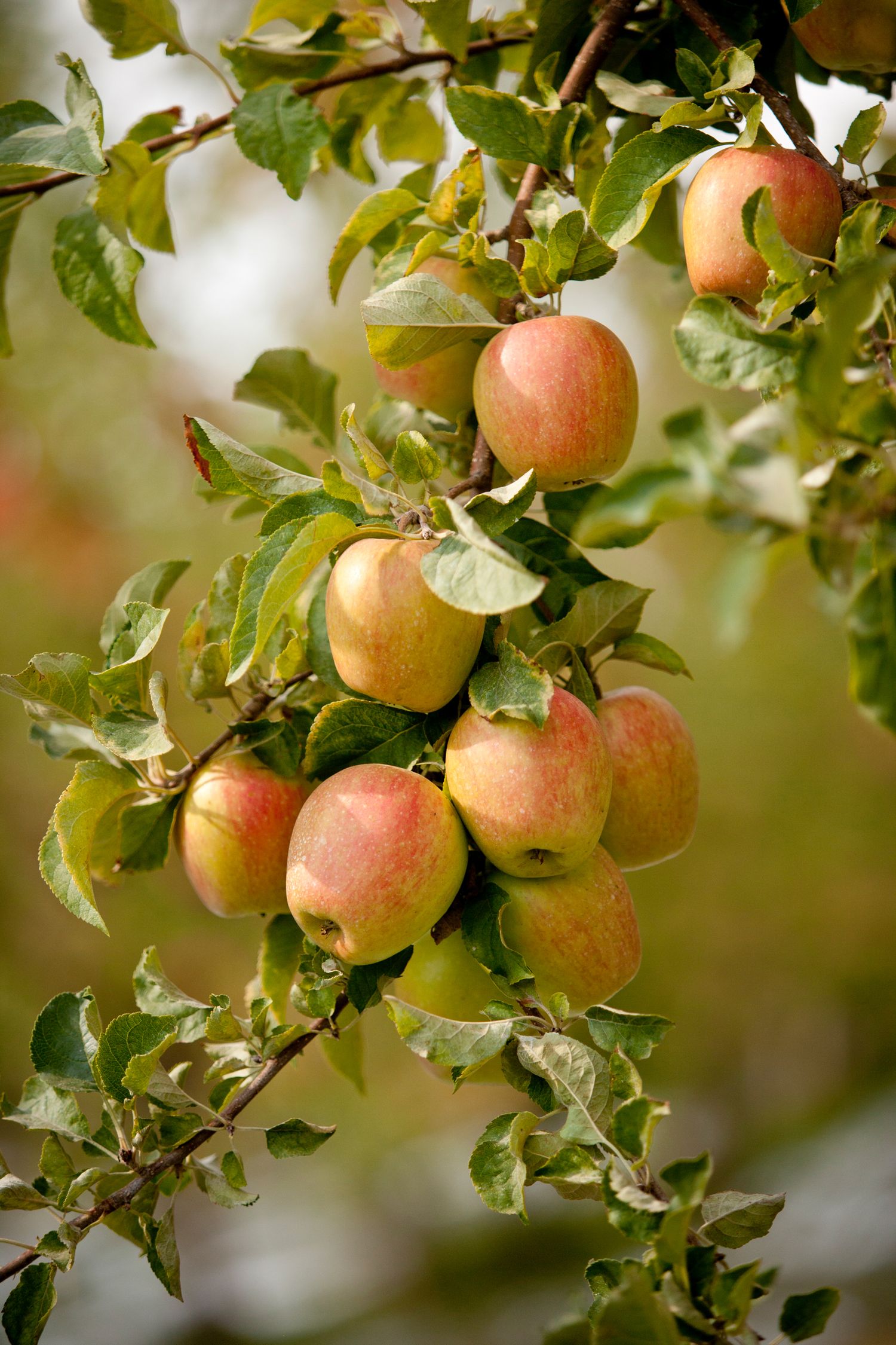 Fresh ripe apples hanging on tree branches with green leaves in orchard.