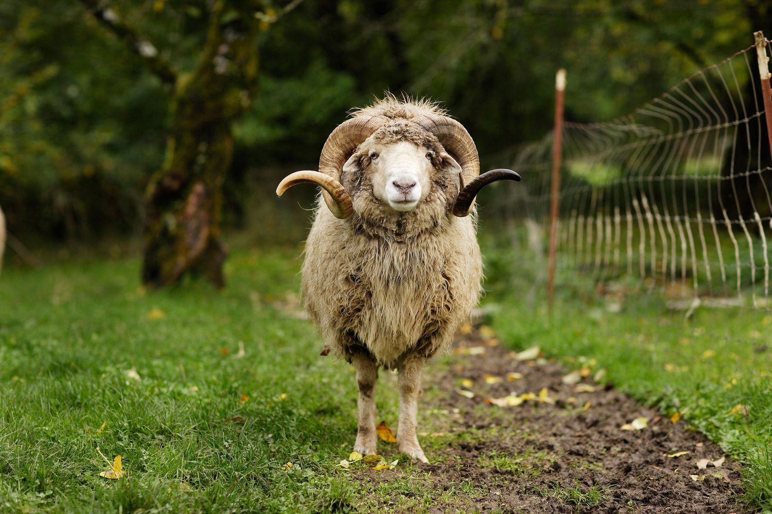 Fluffy sheep with curled horns stands on a dirt path in a green pasture looking directly at camera.