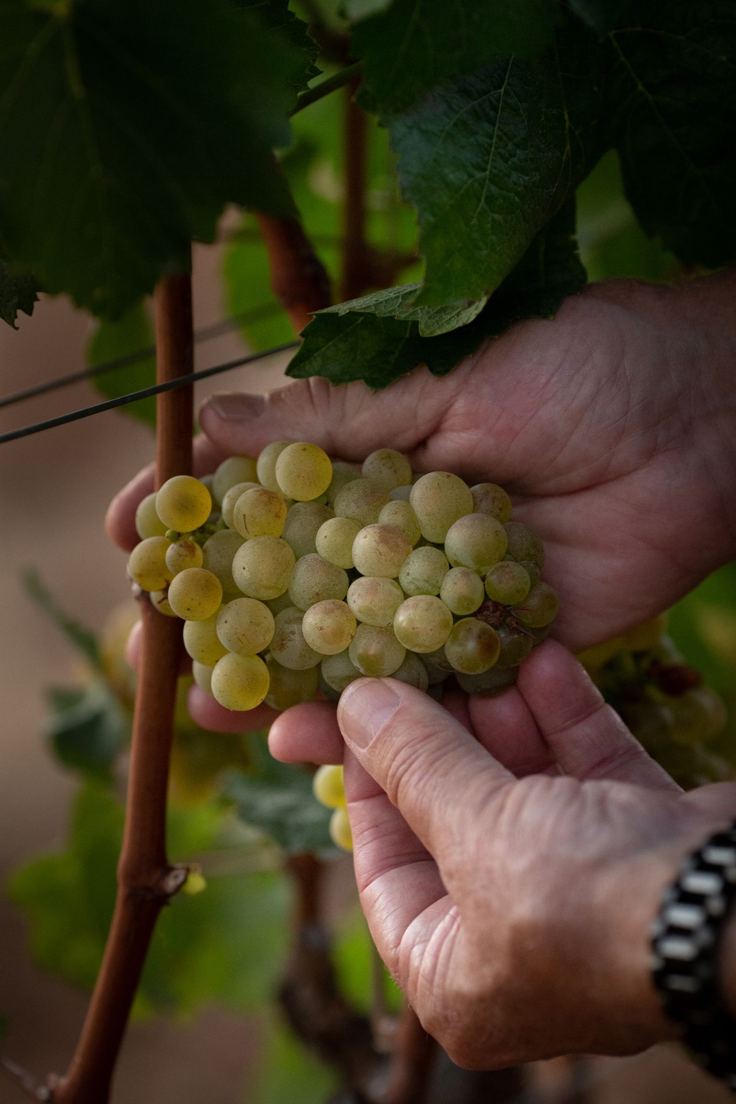 Hands gently holding a fresh cluster of white wine grapes on the vine.