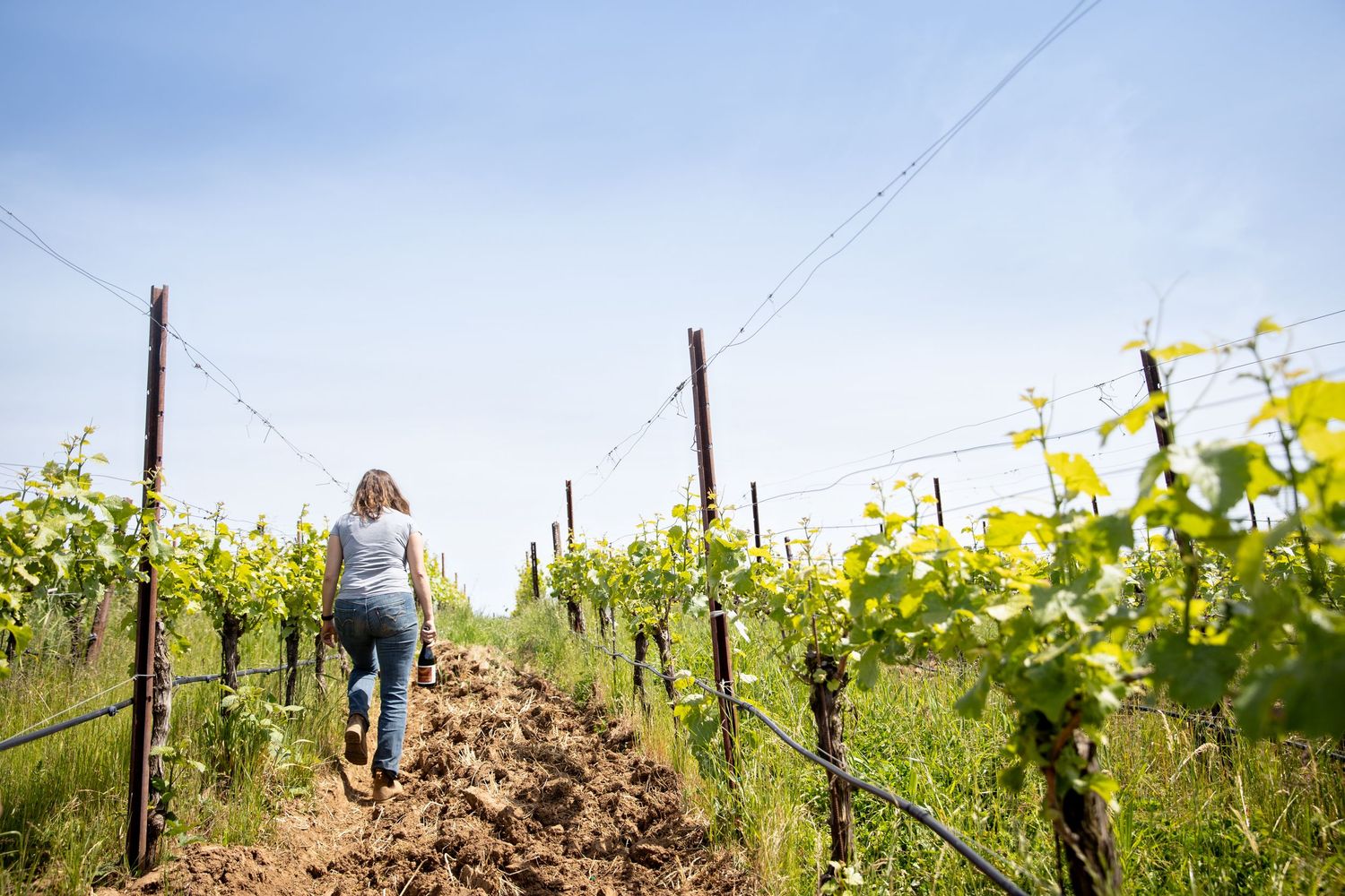 Woman in jeans walks up a dirt path between rows of green grapevines in a sunny vineyard under a blue sky.