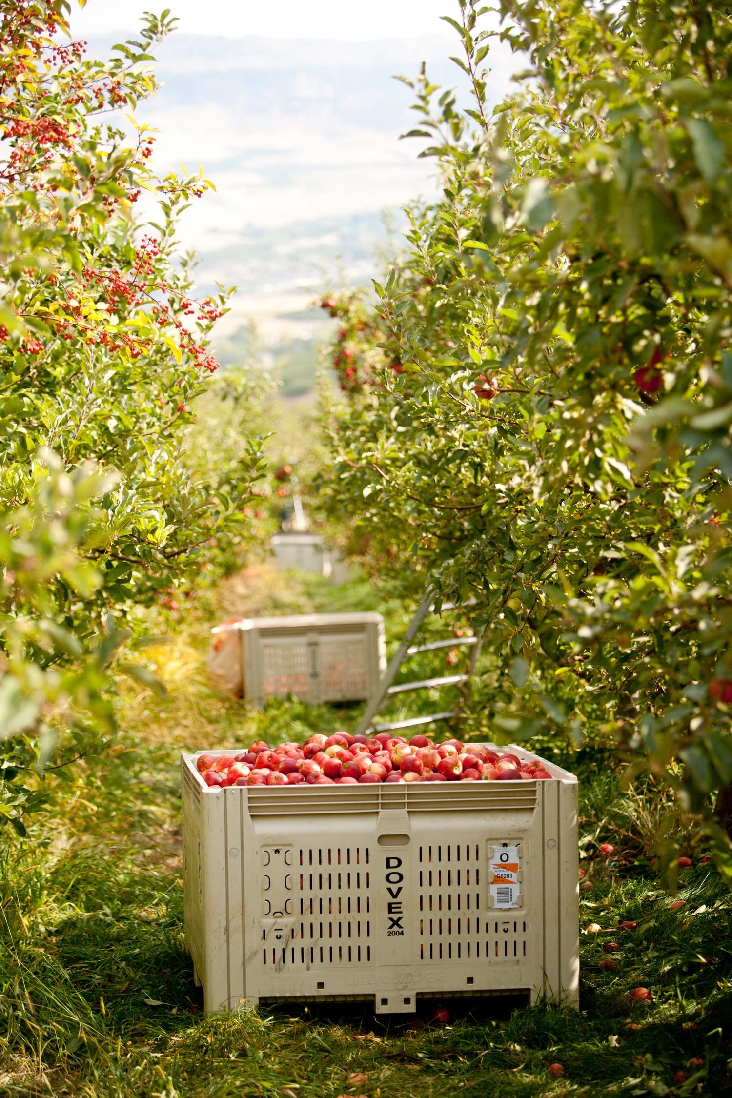 Fresh red apples harvested in plastic crate between apple trees in an orchard during autumn harvest season.