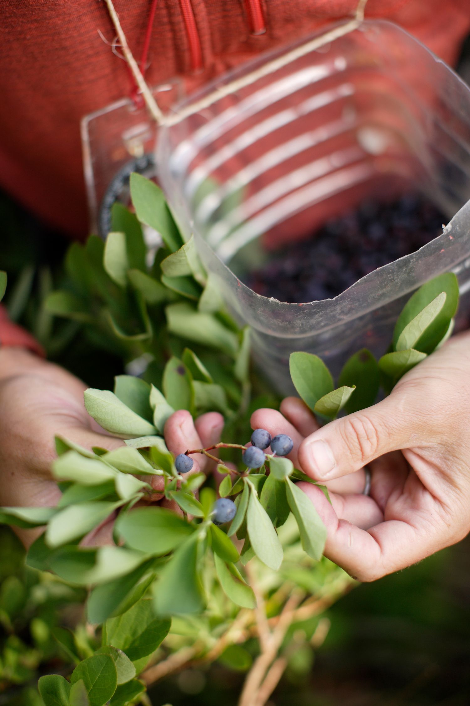 Close-up of hands picking fresh blueberries from bushes with green leaves.