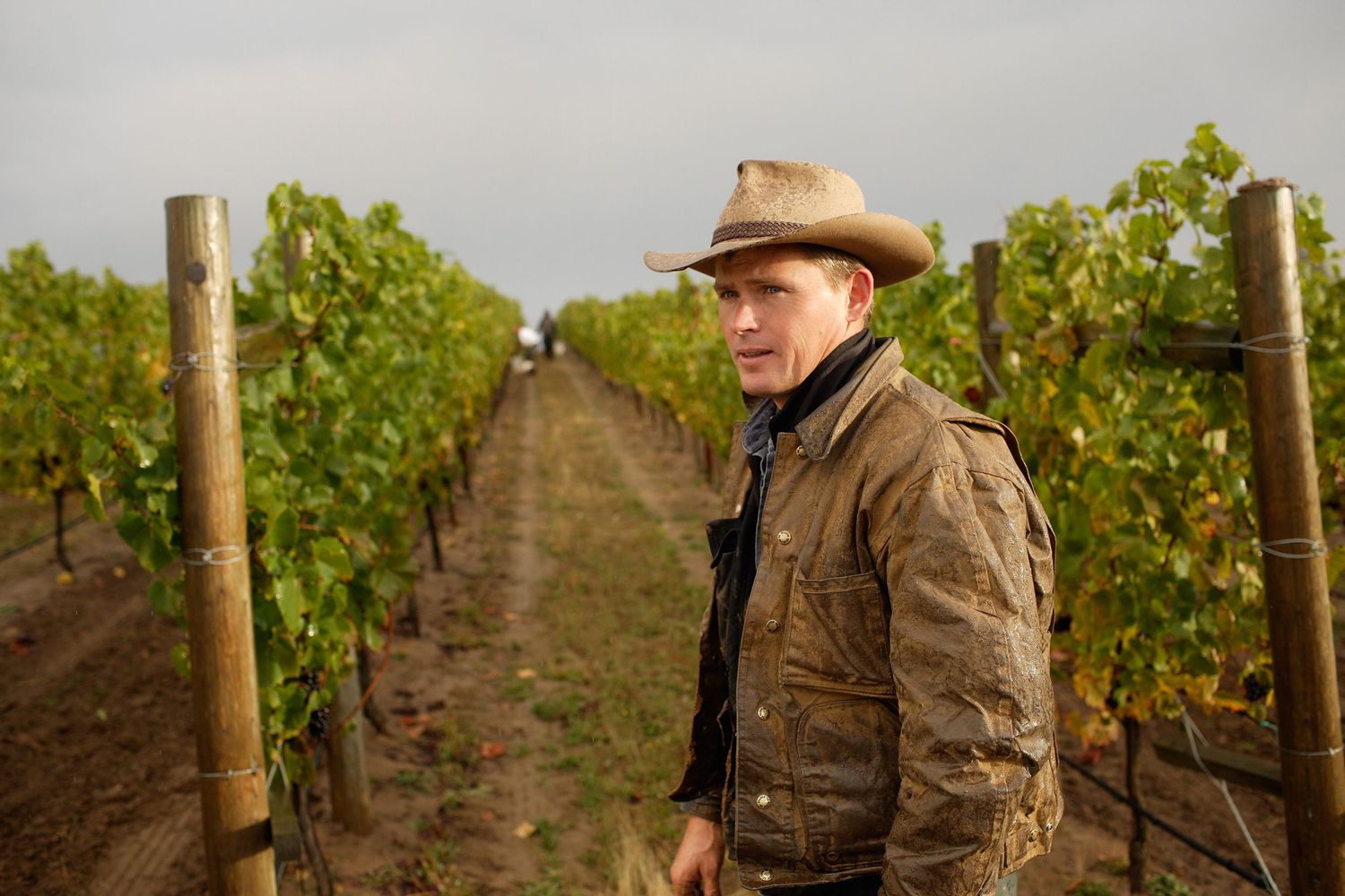 Vineyard workers tending to grape vines during harvest season.